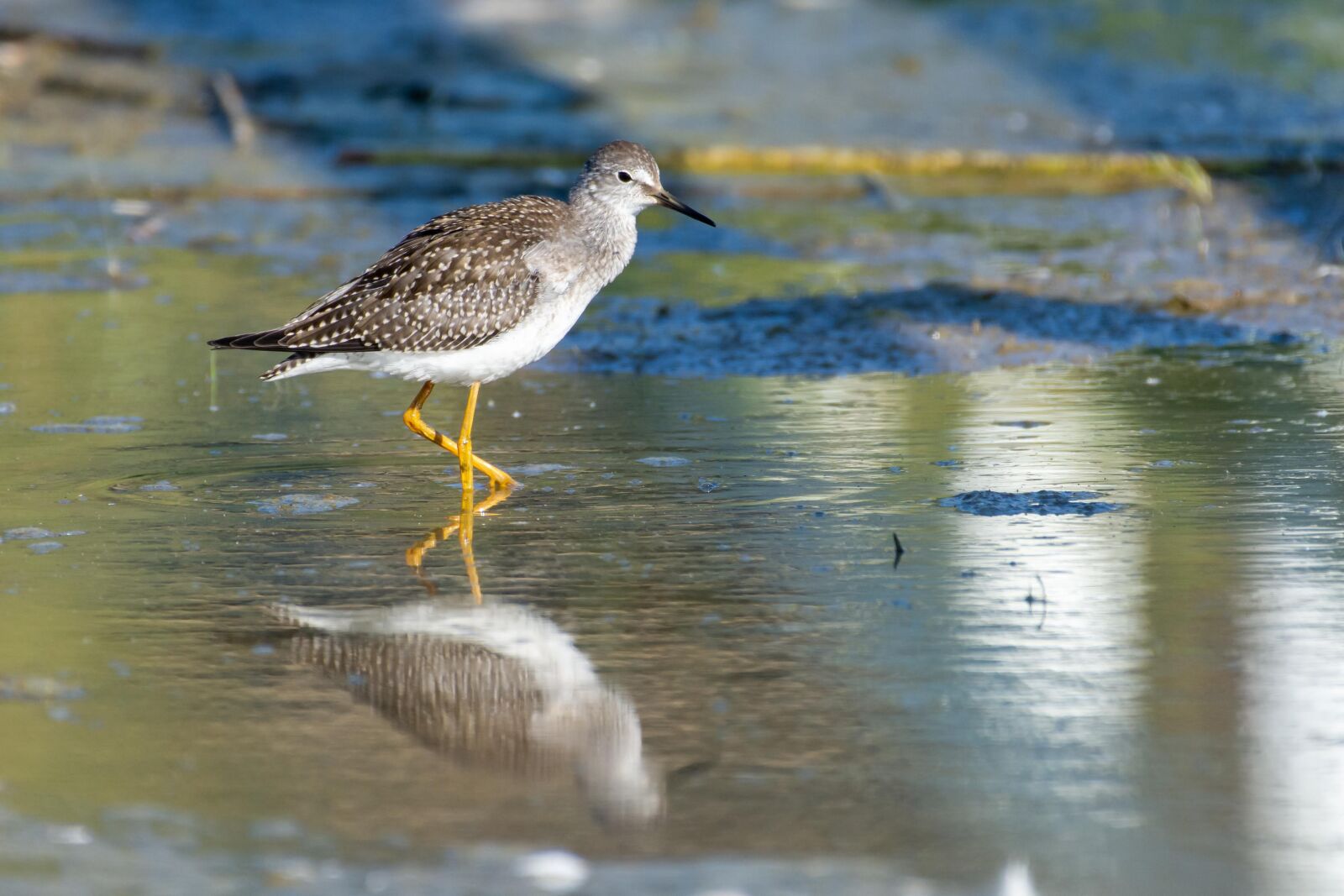 Nikon D7200 sample photo. Background, bird, birding photography
