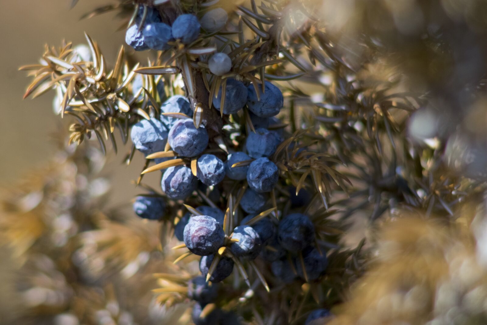 Fujifilm X-E2 sample photo. Juniper, berries, macro photography