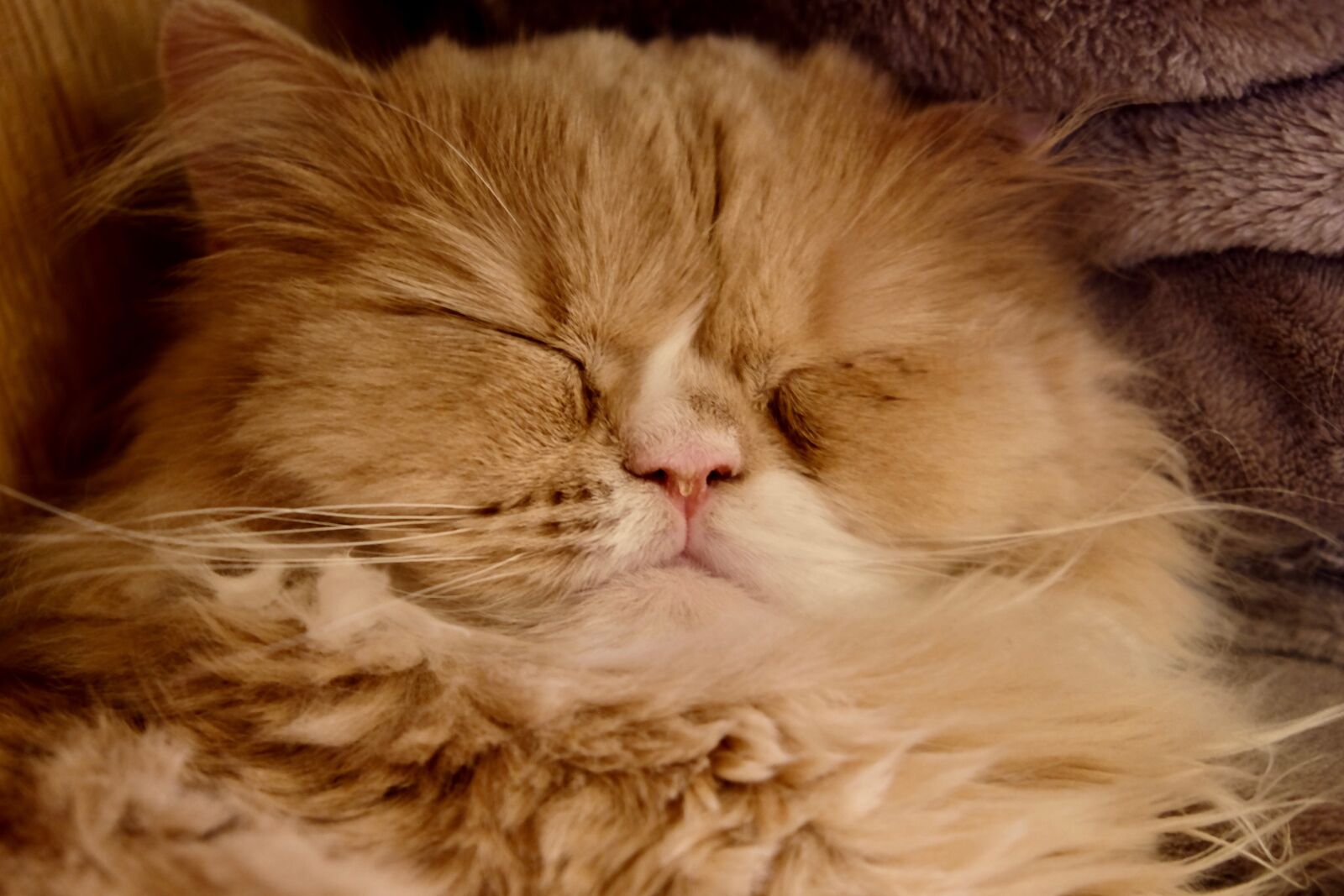 Fujifilm X-T10 sample photo. Cat, sleeping, big photography