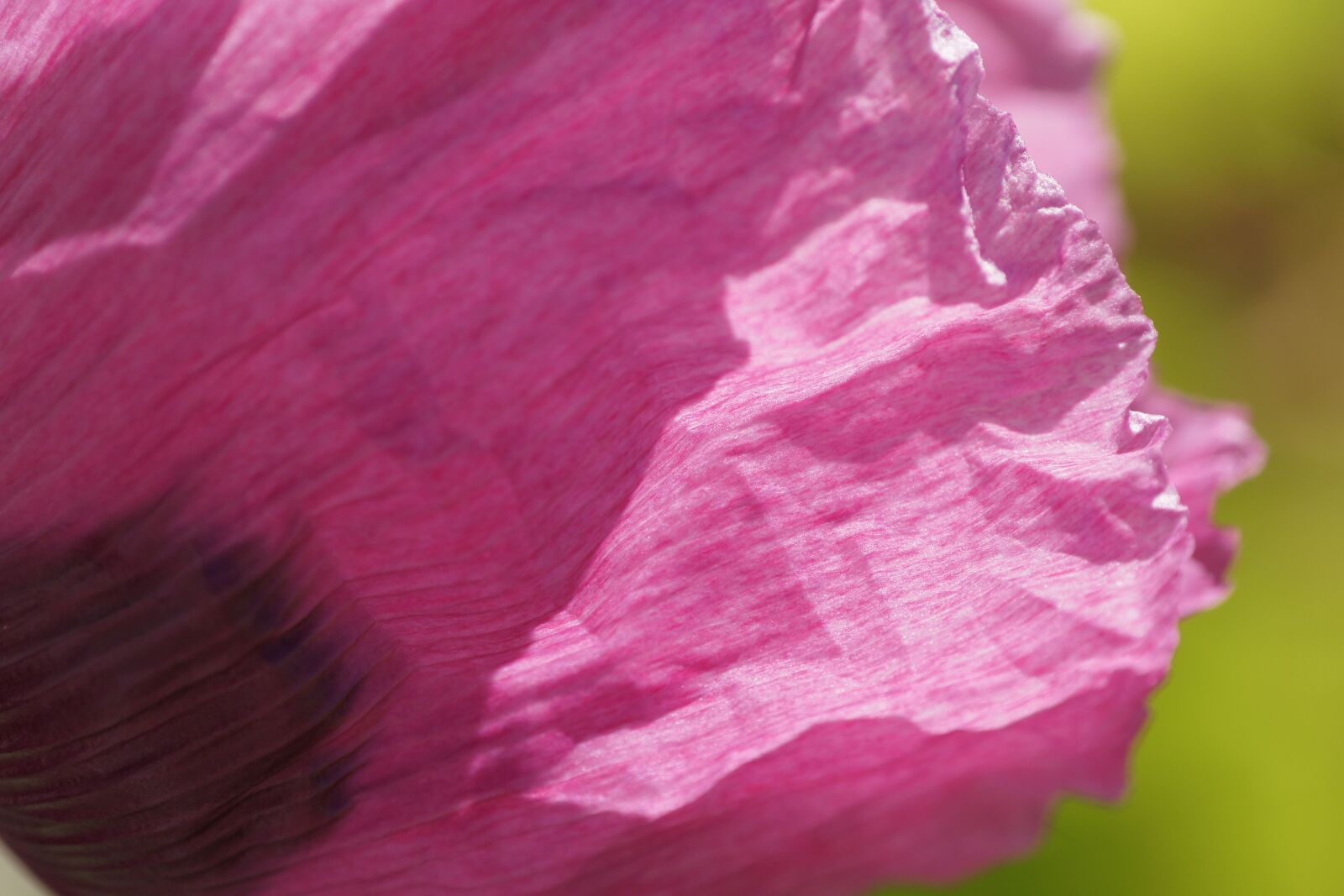 Sony Alpha DSLR-A500 sample photo. Poppy, pink, mohngewaechs photography