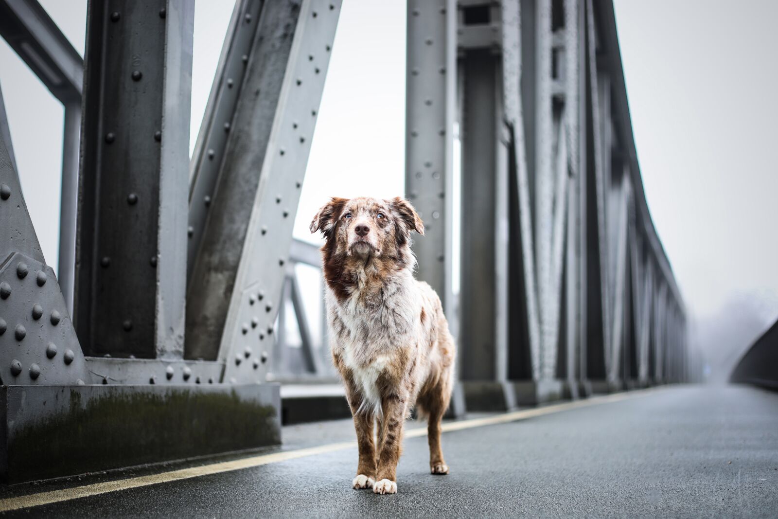 Canon EF 50mm F1.8 II sample photo. Dog, bridge, animal photography