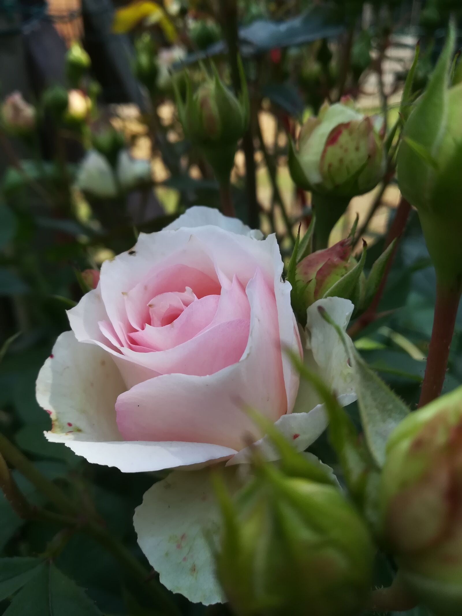 HUAWEI P10 lite sample photo. Flowers, rosa, garden photography
