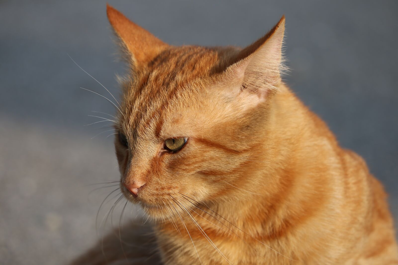 Canon EOS 6D + Canon EF 70-300 F4-5.6 IS II USM sample photo. Cat, animal, pet photography