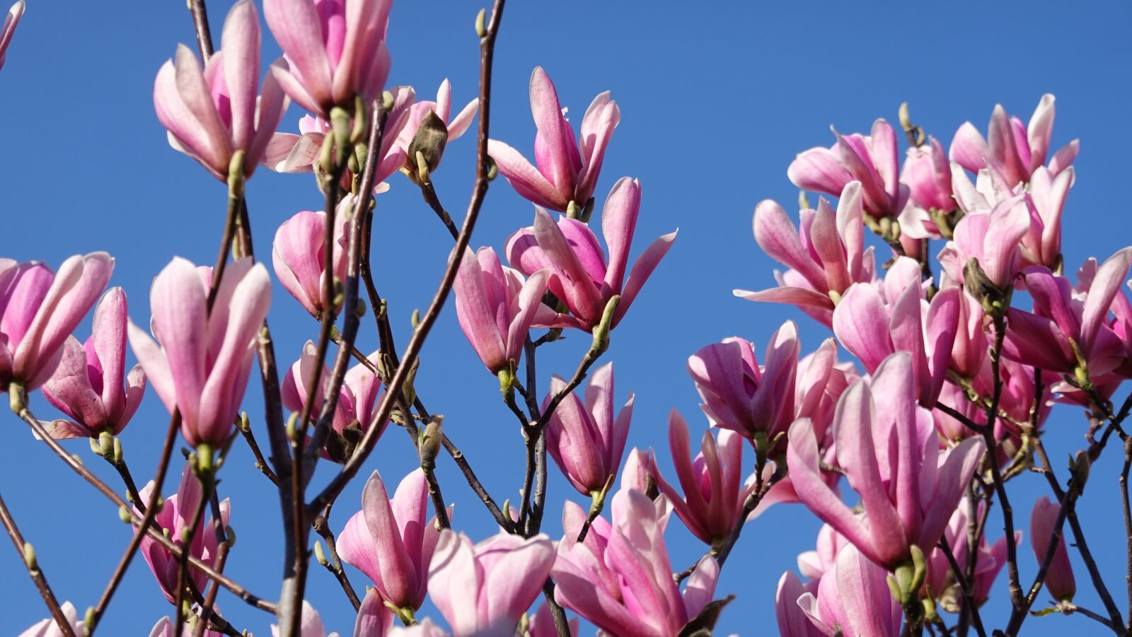 Sony Cyber-shot DSC-RX100 VI sample photo. Magnolia, pink, spring photography