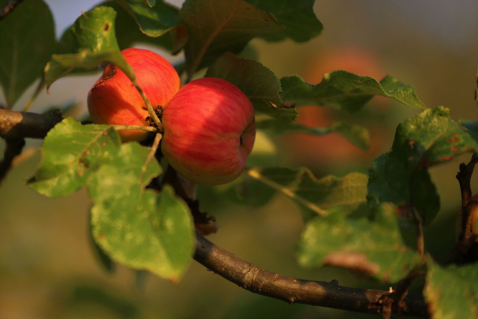 Canon EOS 5D Mark III + Canon EF 70-300mm F4-5.6L IS USM sample photo. Apple, fruit, tree photography
