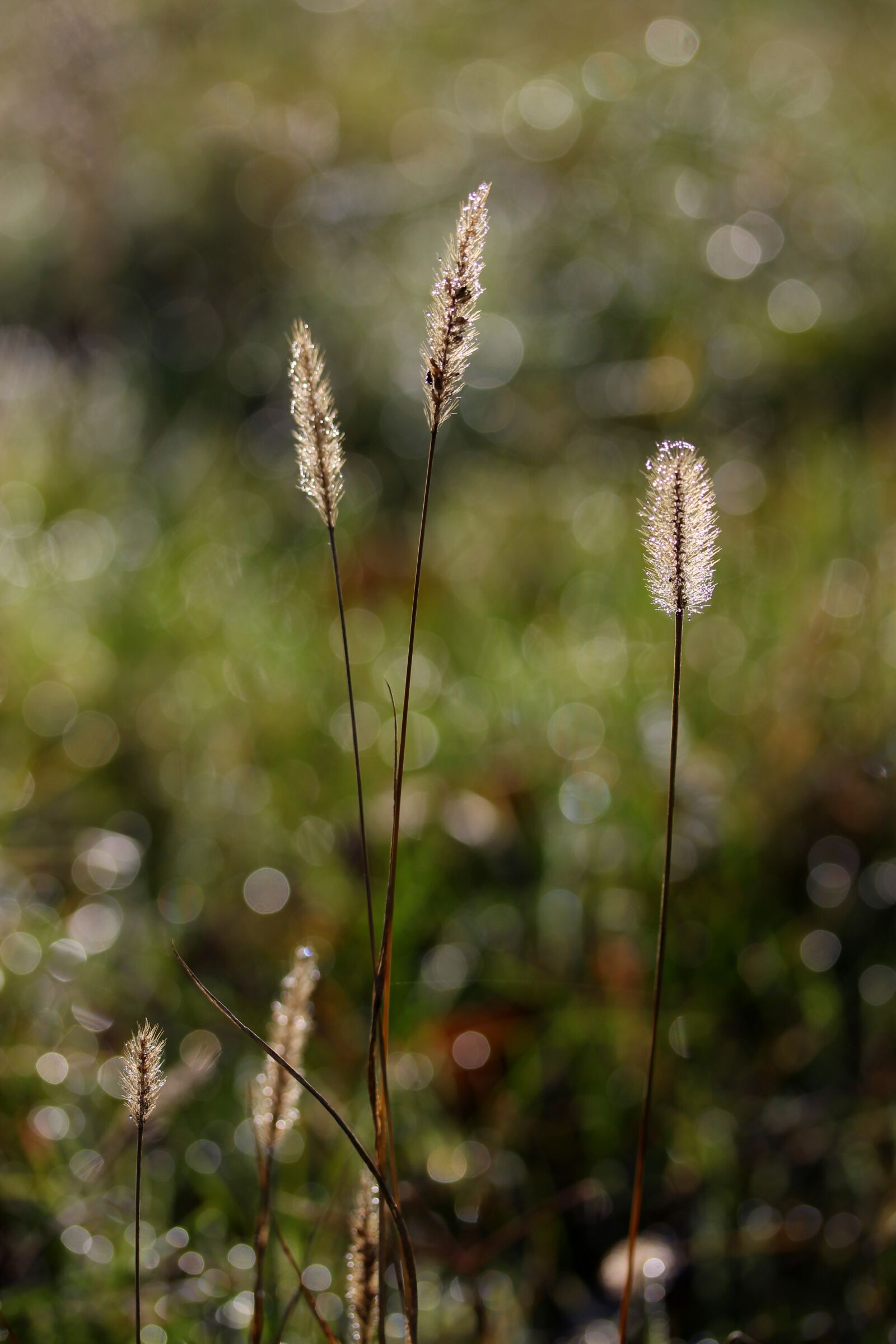 Canon EF-S 60mm F2.8 Macro USM sample photo. Spice, camp, bokeh photography