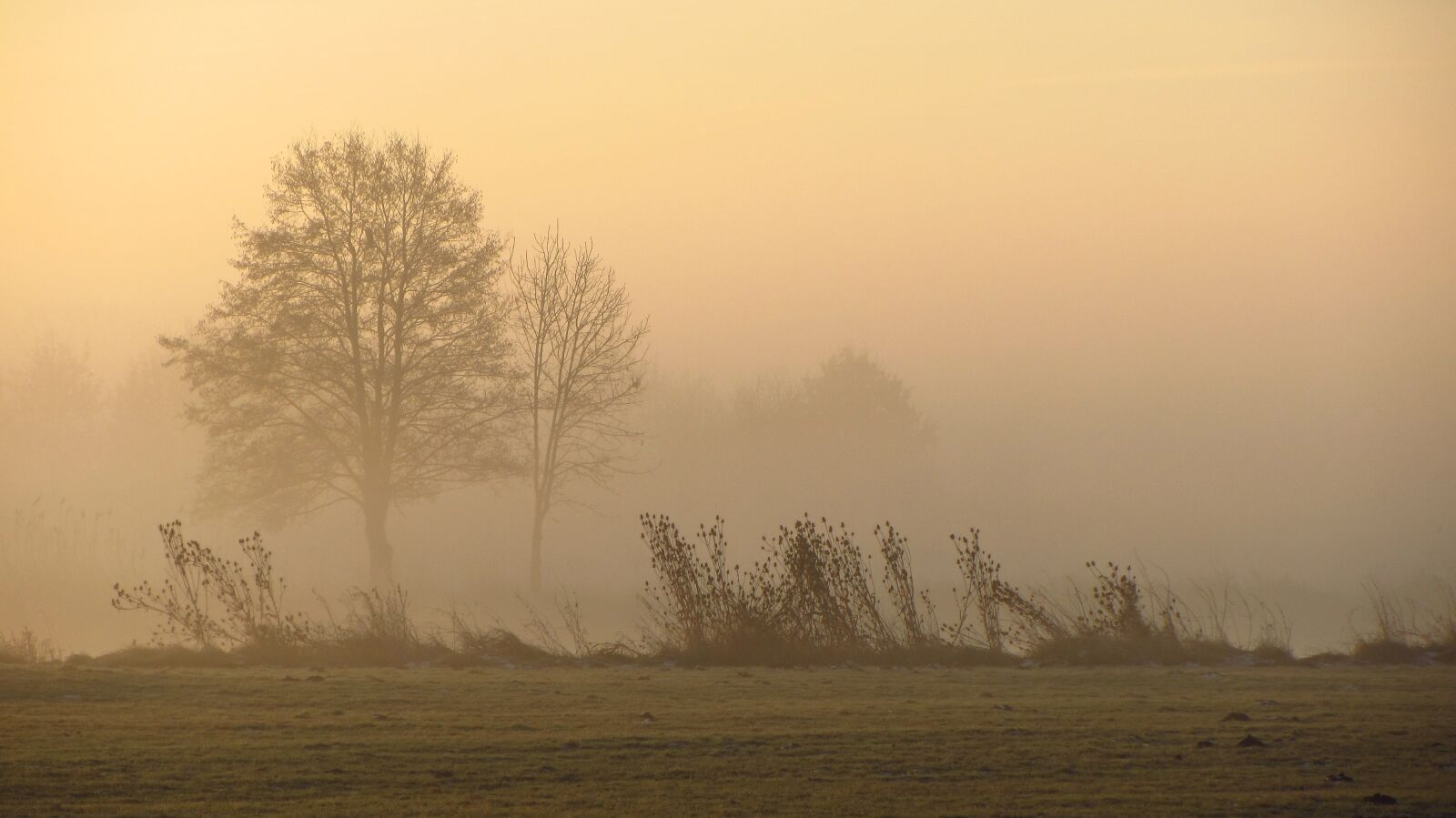 Canon PowerShot SX220 HS sample photo. Autumn, fog, sunbeam photography