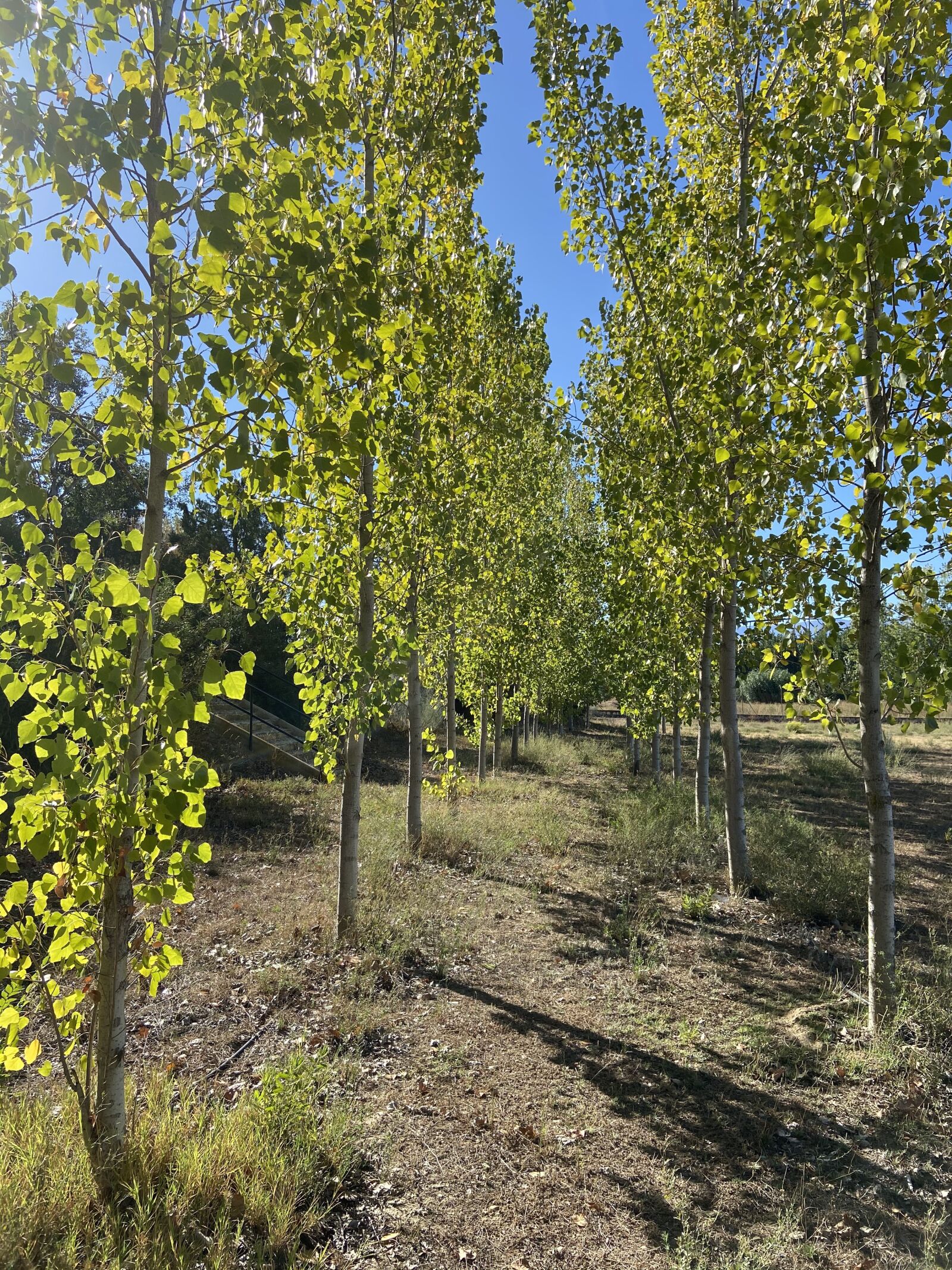 Apple iPhone 11 sample photo. Poplars, trees, plants photography