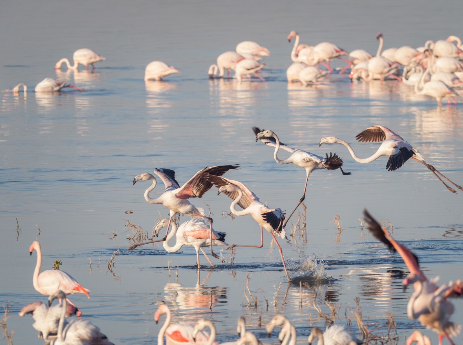 M.300mm F4.0 + MC-14 sample photo. Greater flamingoes, flamingos, birds photography