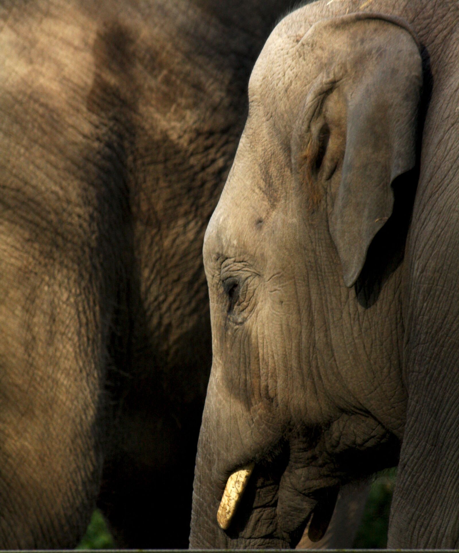 Canon EOS 1000D (EOS Digital Rebel XS / EOS Kiss F) sample photo. Elephant, grey, baby photography