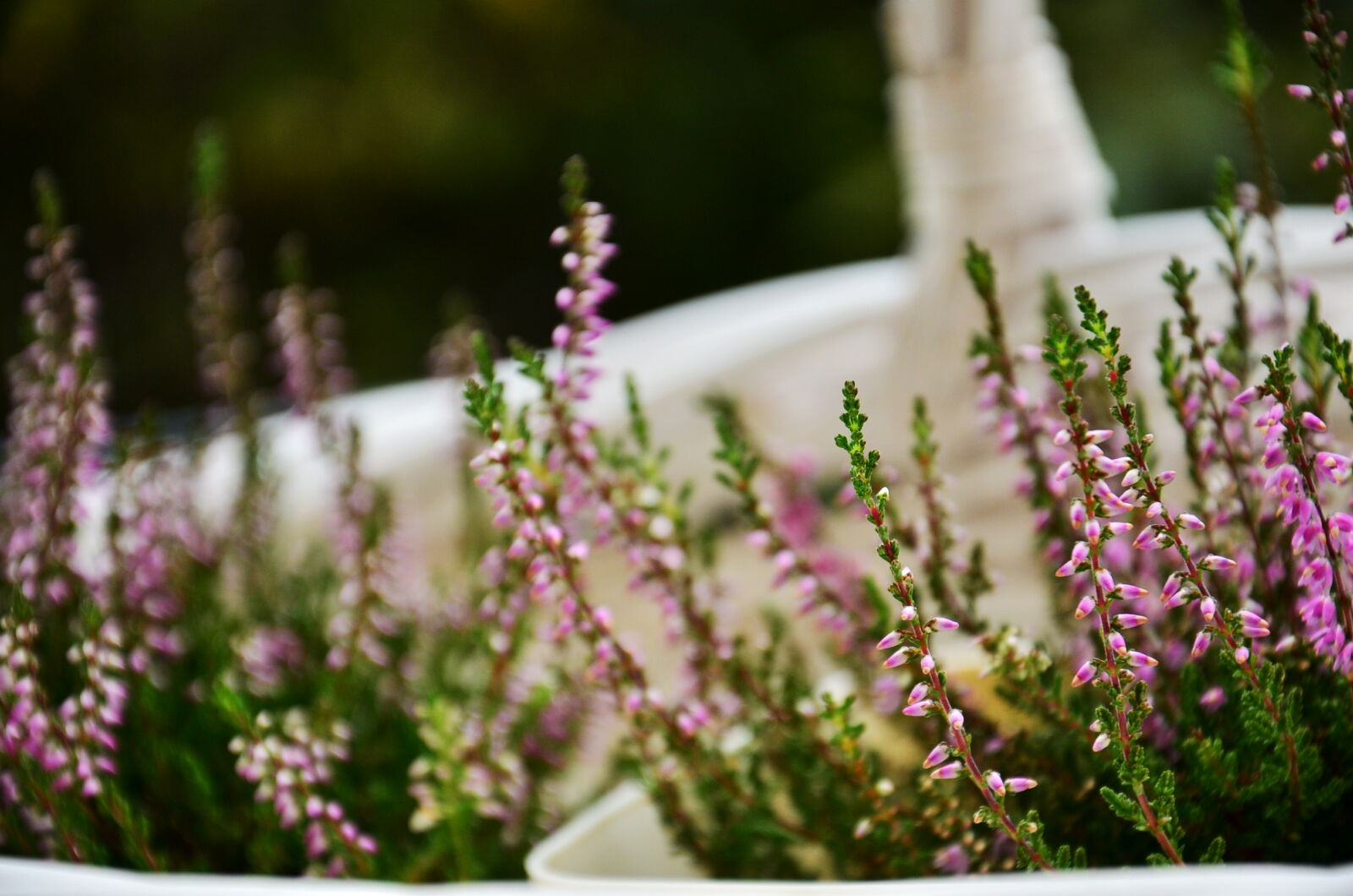 Nikon D5100 sample photo
