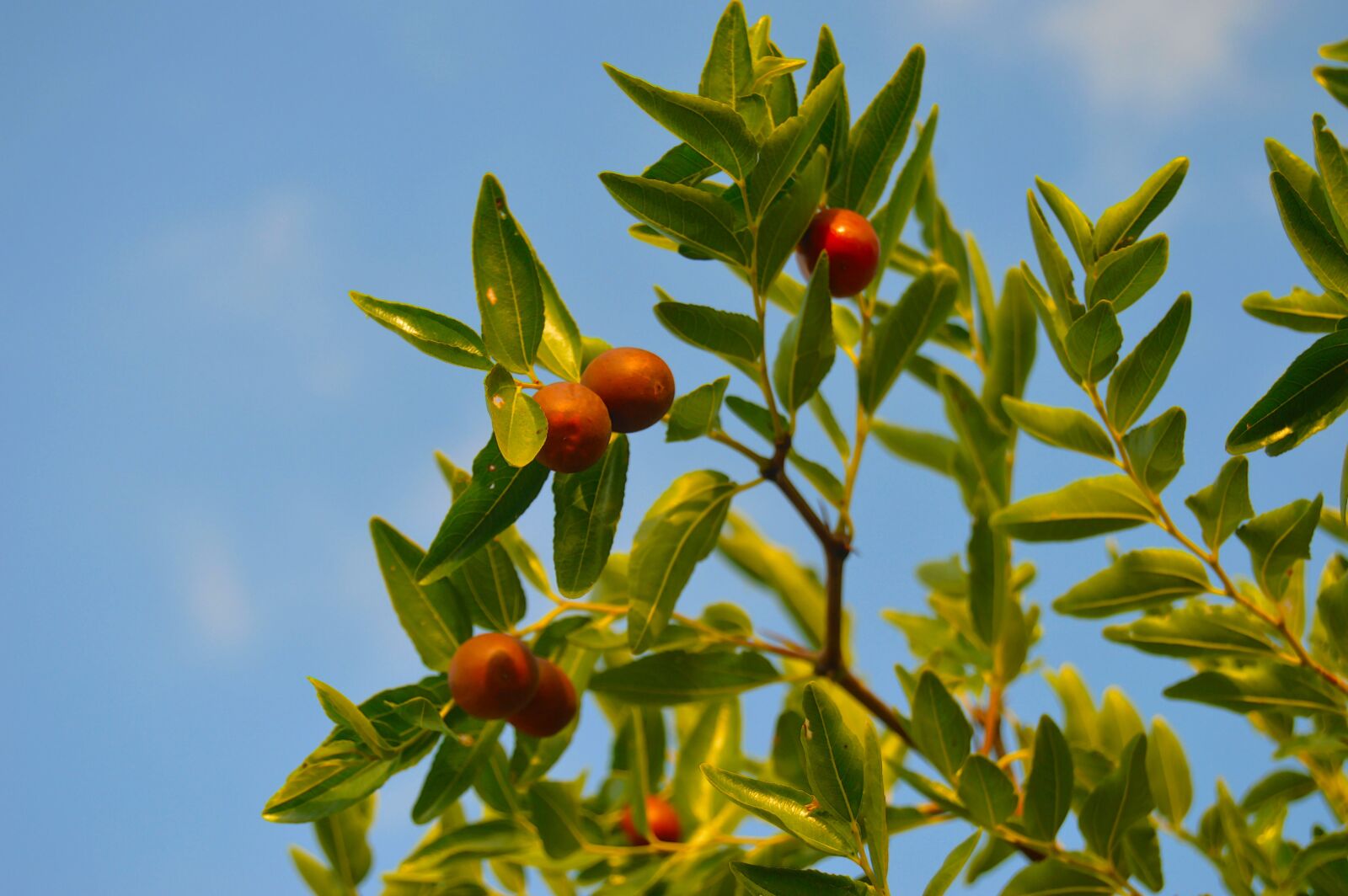 Nikon D3200 sample photo. J njoles, autumn fruit photography