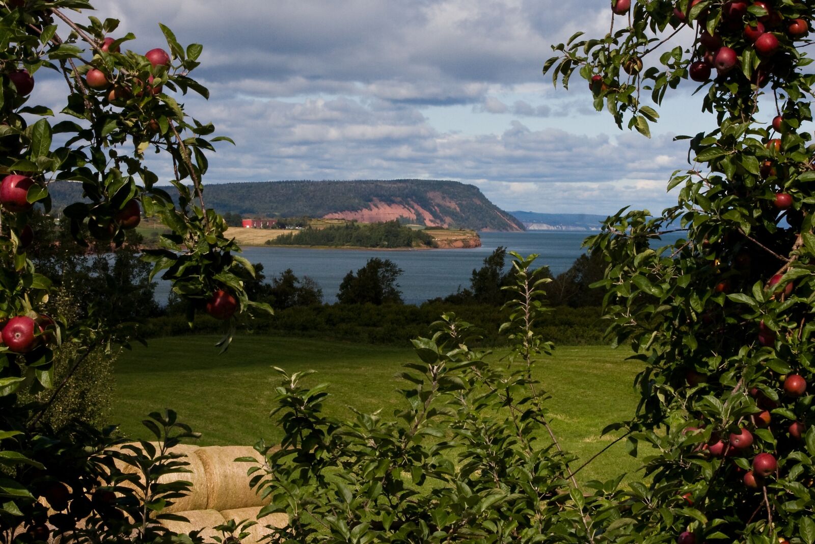 Canon EOS 40D sample photo. Blomidon, nova scotia, apples photography