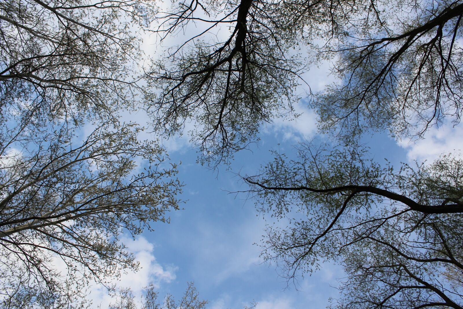 Canon EOS 600D (Rebel EOS T3i / EOS Kiss X5) sample photo. Tree, sky, branch photography