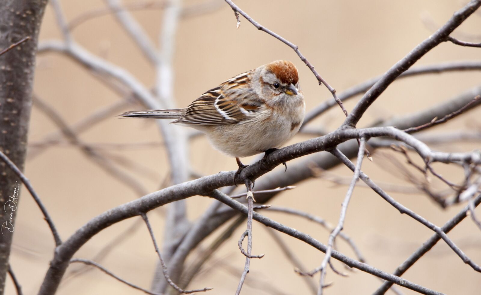 Canon EOS 5D Mark II + Tamron SP 150-600mm F5-6.3 Di VC USD sample photo. Bird, tree, branch photography