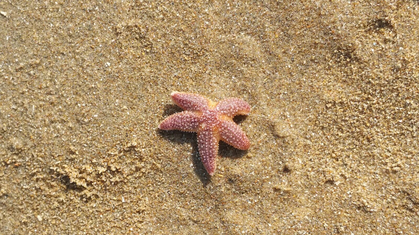 Samsung Galaxy Note4 sample photo. Starfish, katwijk, holland photography
