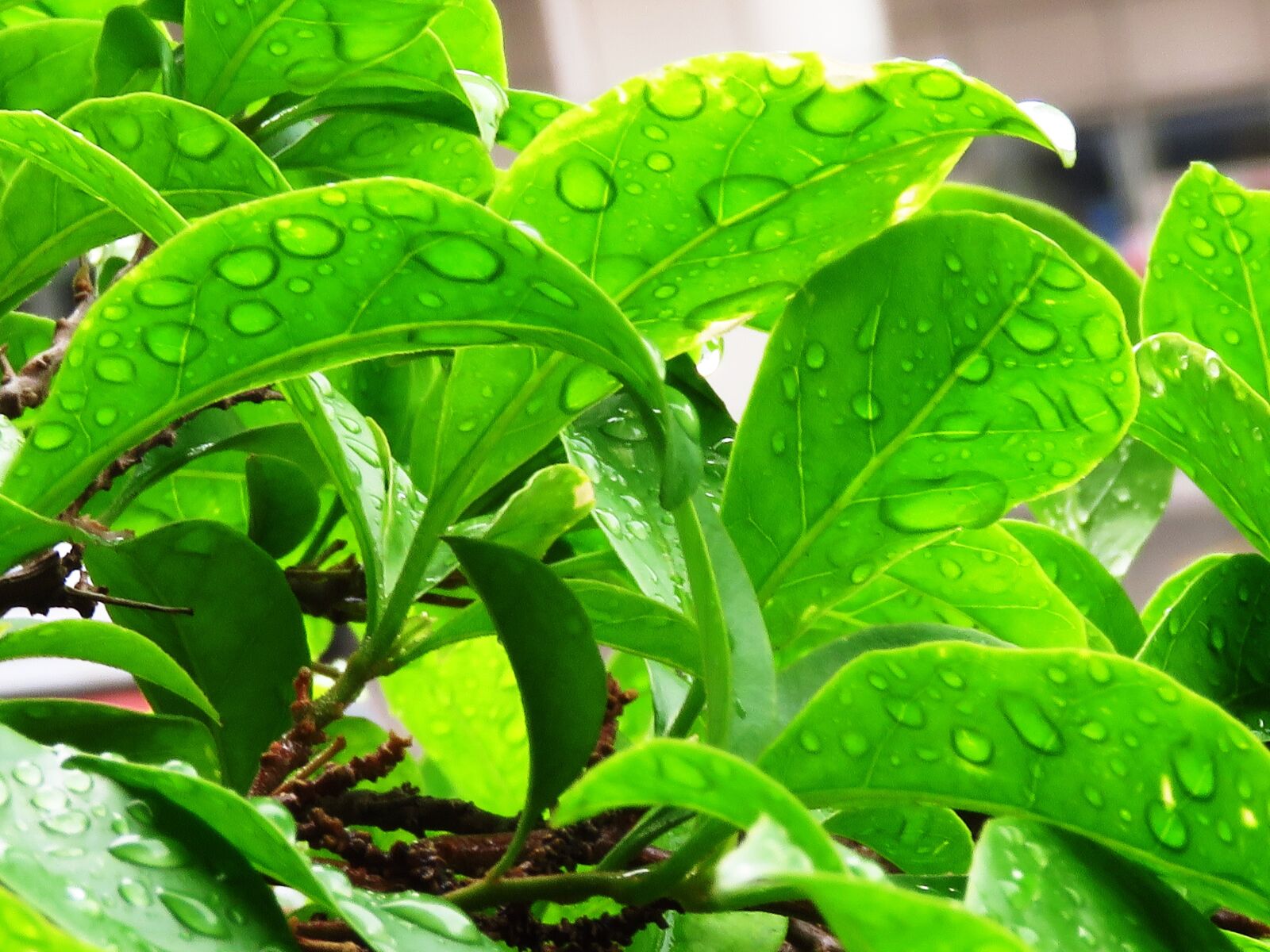 Canon PowerShot SX60 HS sample photo. Leaf, green, leaves photography