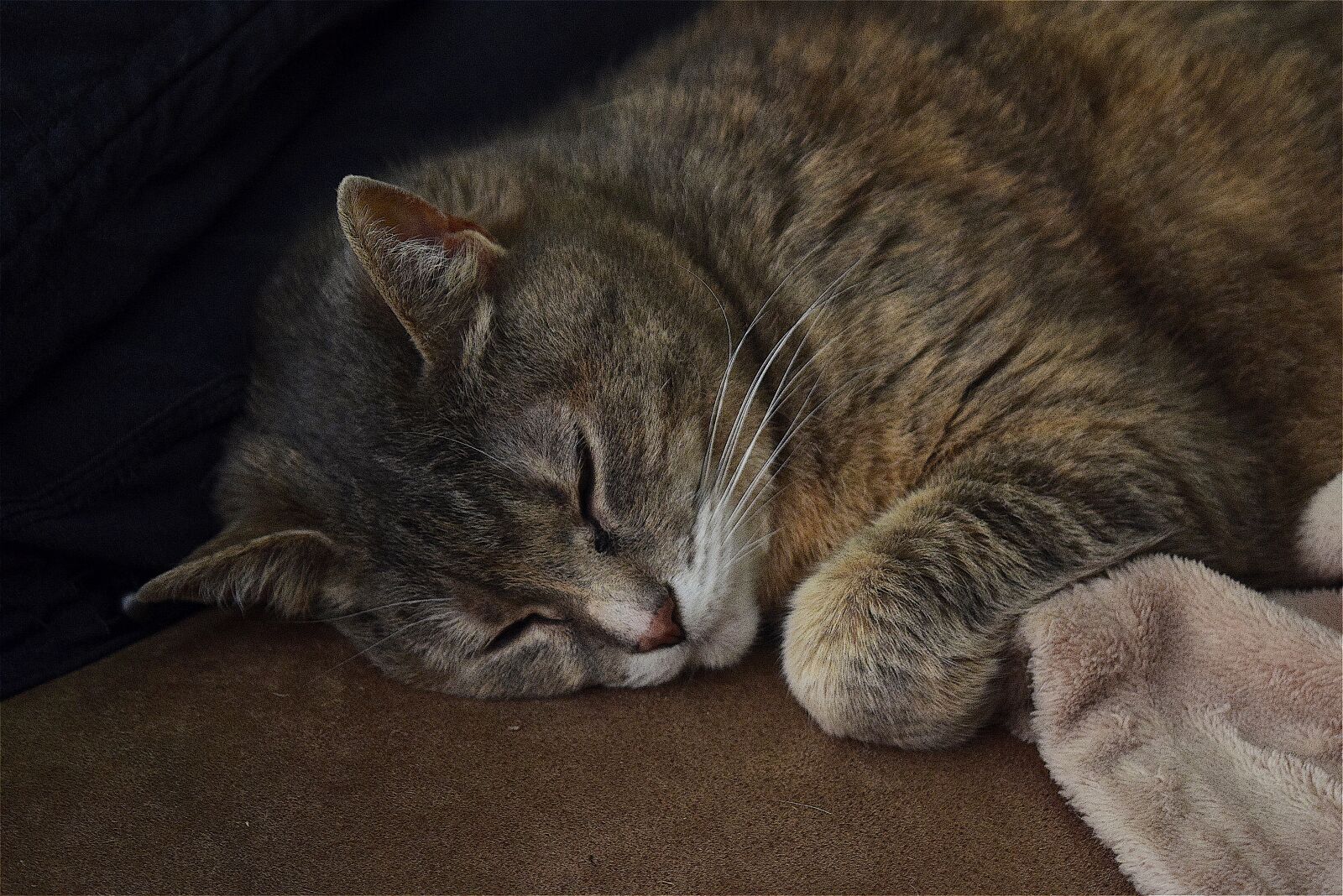 Nikon D3300 sample photo. Cat, sleeping, cute photography