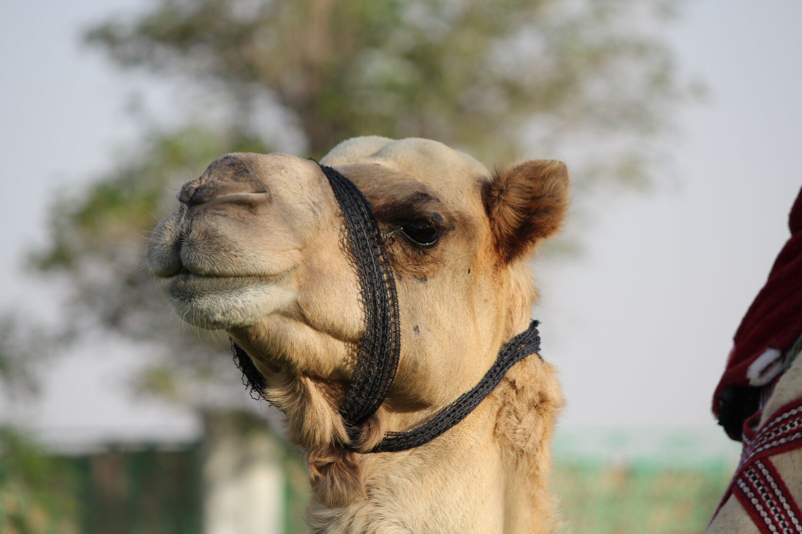 Canon EF-S 55-250mm F4-5.6 IS II sample photo. Camel, animal, zoo photography