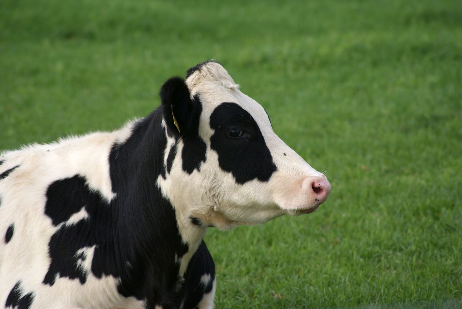 Sony Alpha DSLR-A200 sample photo. Cow, black-colorful, pasture photography
