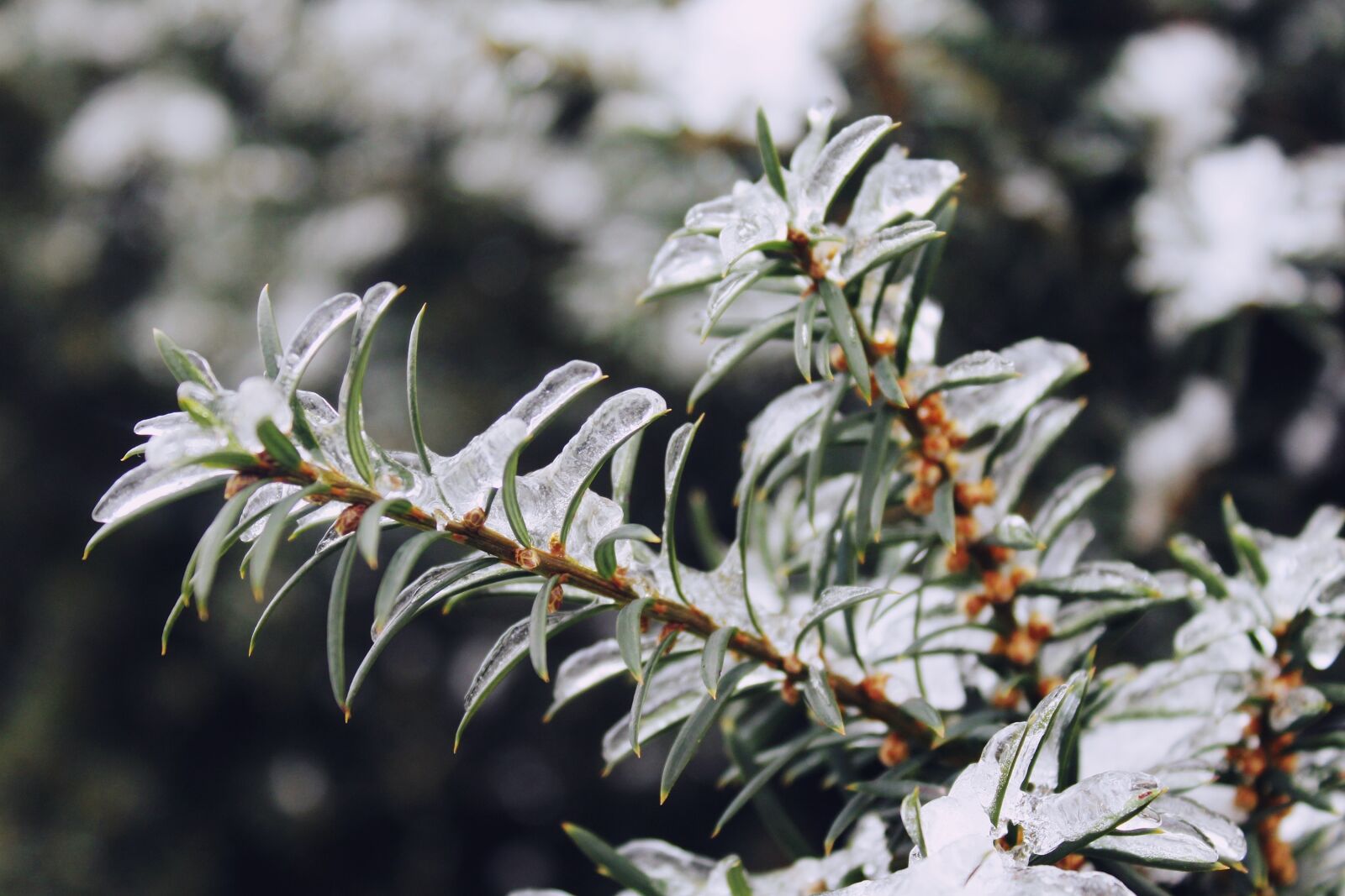 Canon EOS 1200D (EOS Rebel T5 / EOS Kiss X70 / EOS Hi) sample photo. Conifer, needles, tree photography