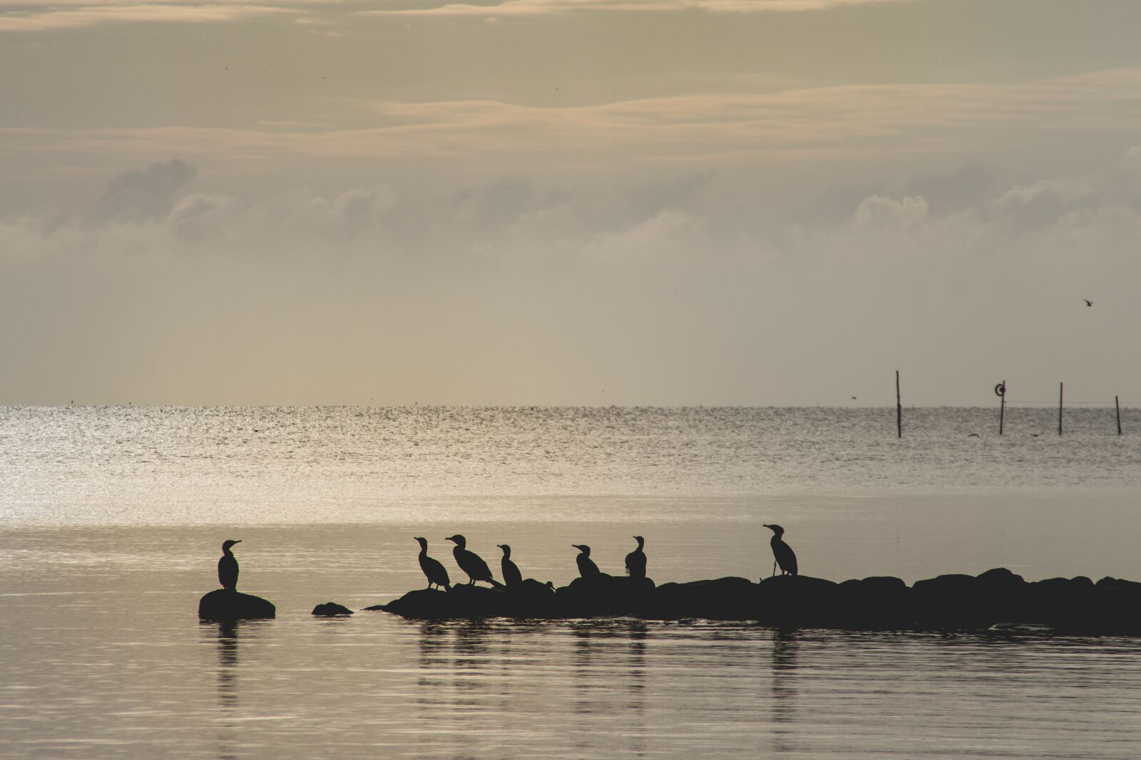 Canon EOS 7D sample photo. Cormorant, black, sunrise photography