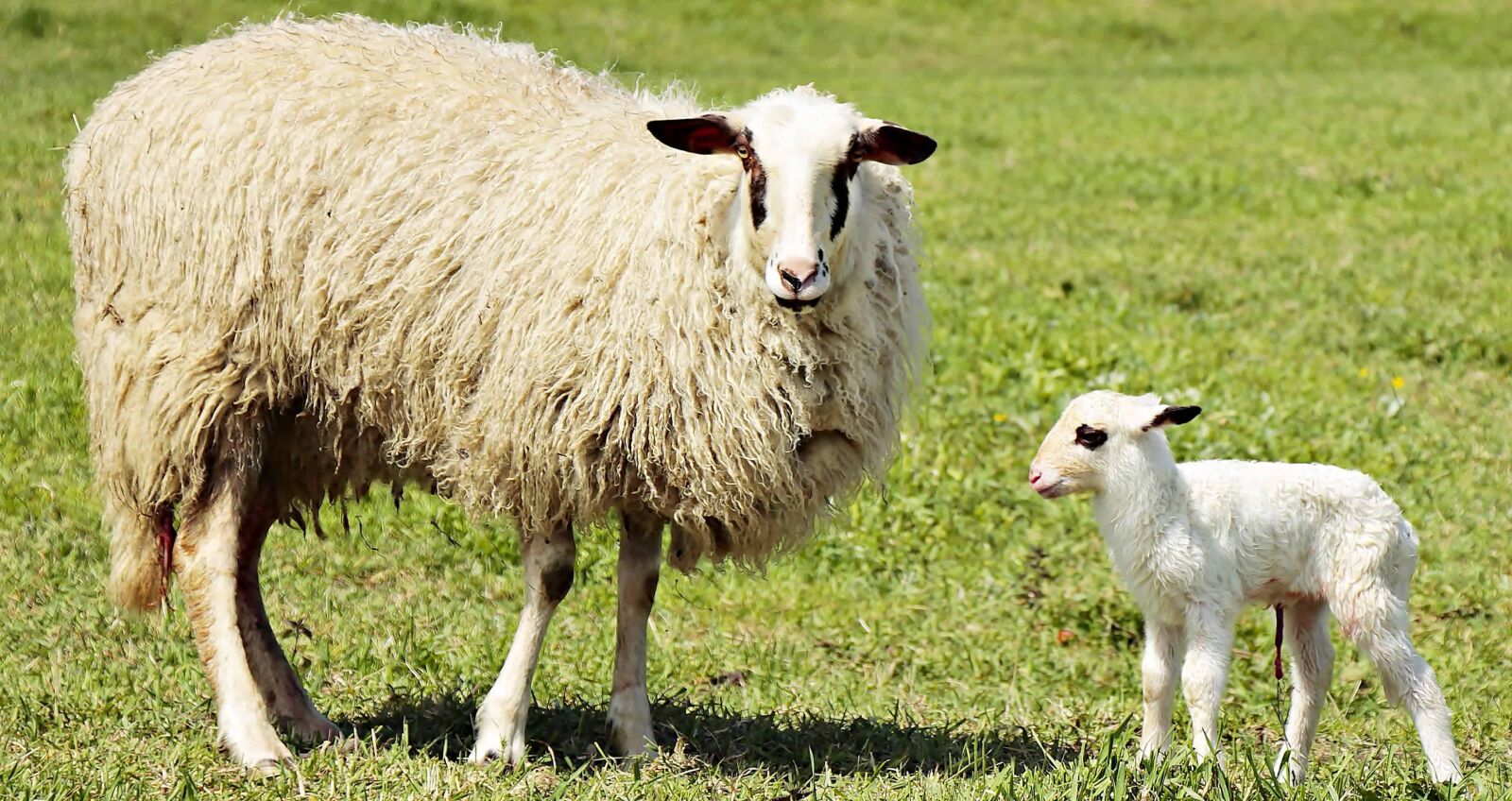 Canon EOS 100D (EOS Rebel SL1 / EOS Kiss X7) sample photo. Livestock, grass, agriculture, sheep photography