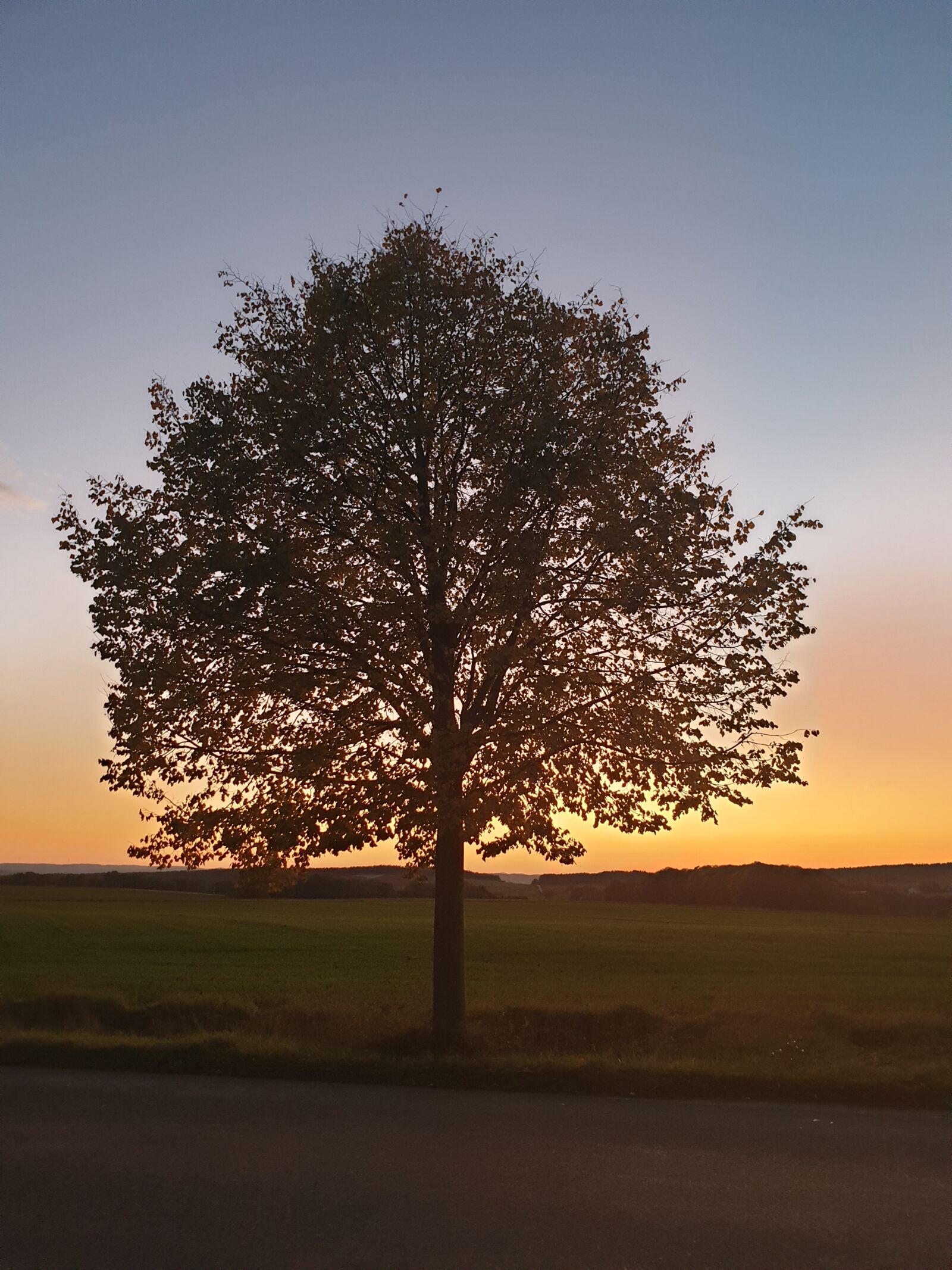 Samsung Galaxy S9+ sample photo. Tree, sunset, landscape photography