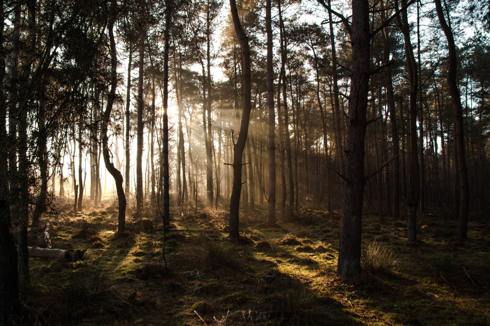 Canon EOS 80D sample photo. Sunbeam, forest, nature photography