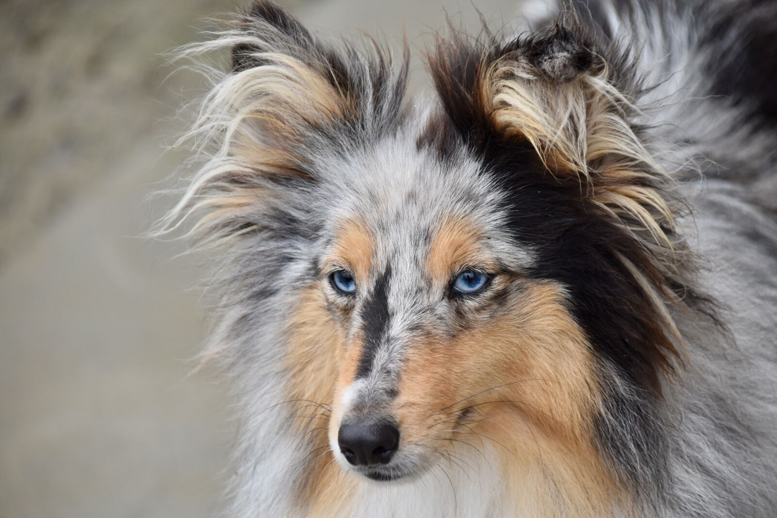 Nikon D5600 sample photo. Dog, shetland sheepdog, pup photography