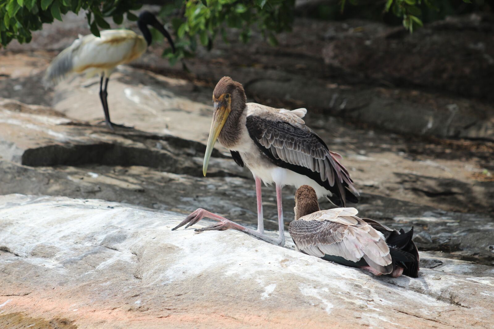 Canon EF 70-300 F4-5.6 IS II USM sample photo. Nature, animals, bird photography