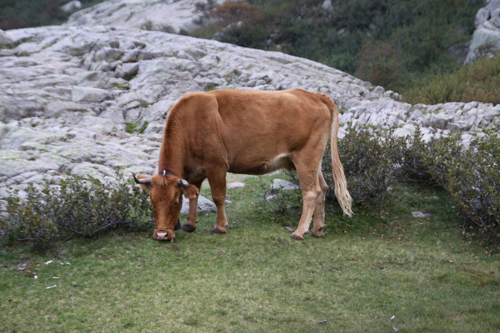 Canon EOS 50D sample photo. Cow, nature, cattle photography