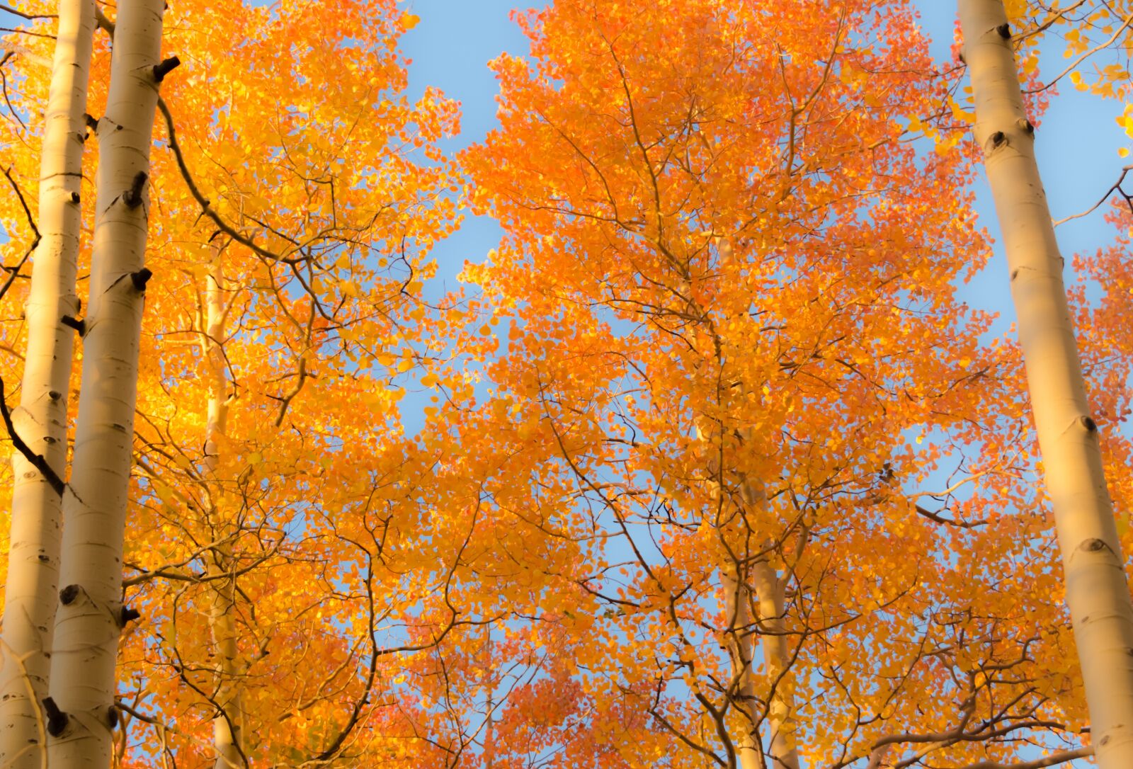 Nikon D7000 sample photo. Aspen, aspens, nature photography