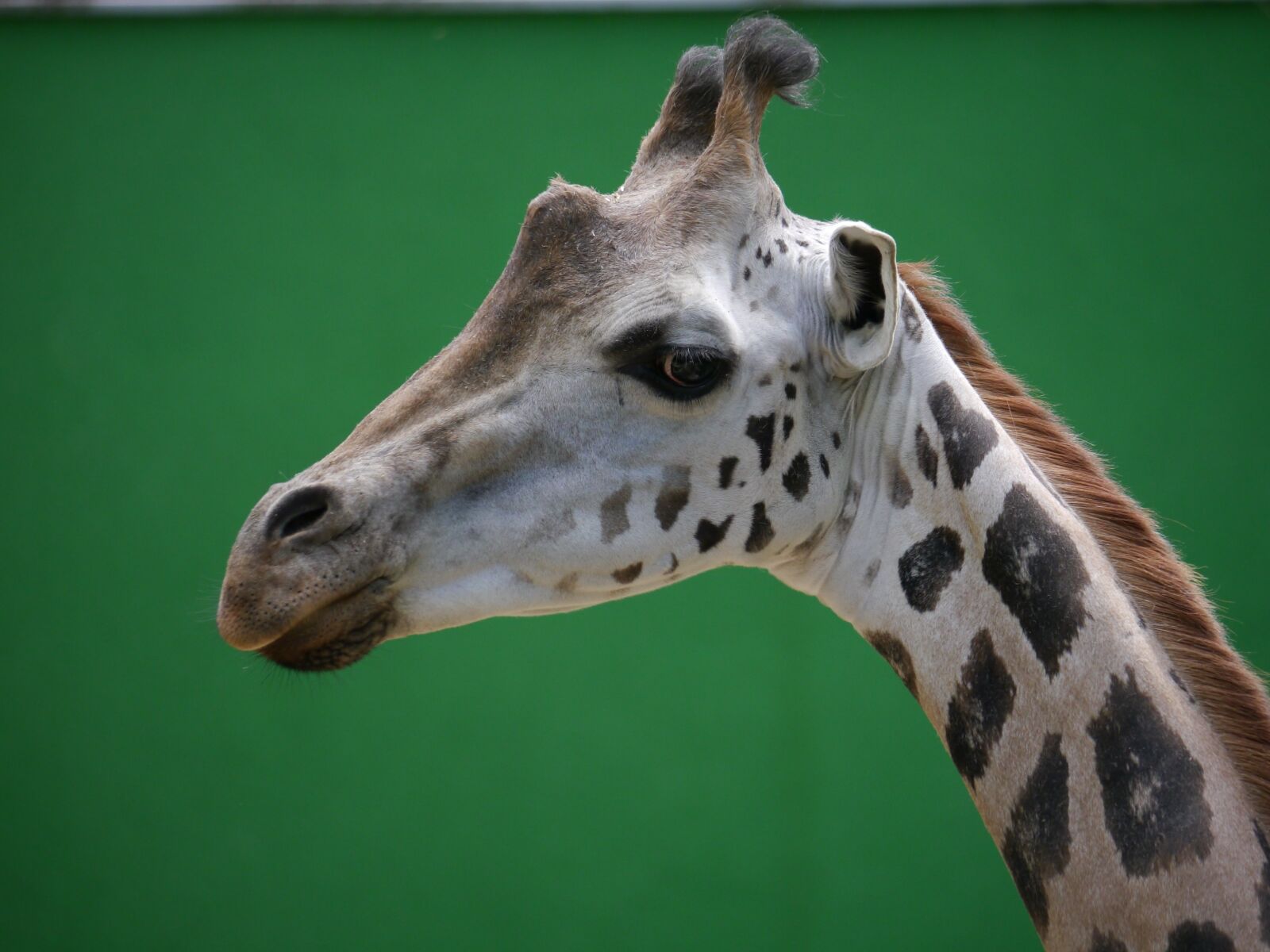 Panasonic Lumix DMC-G5 sample photo. Giraffe, zoo, head photography
