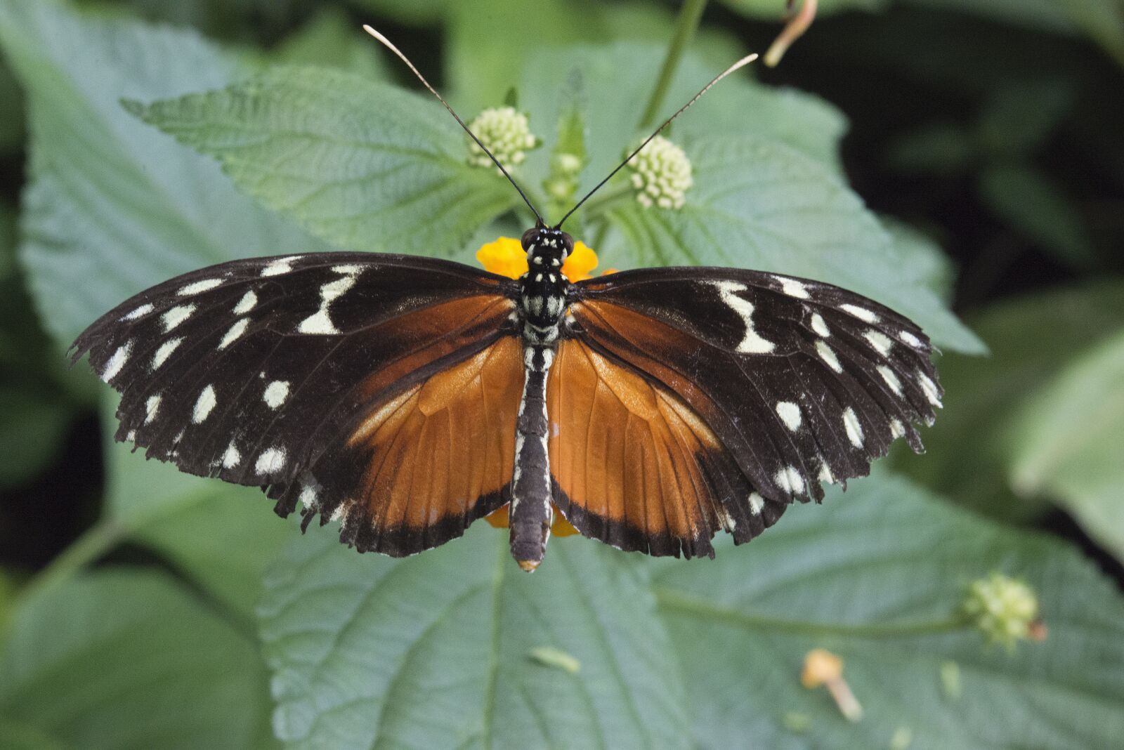 Nikon D800 sample photo. Butterfly, nature, summer photography
