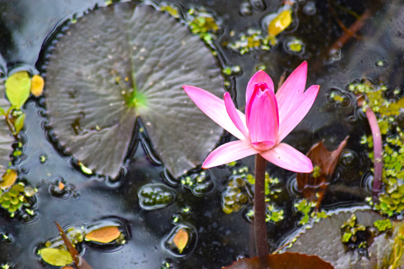 Nikon D3300 sample photo. Water lily, lotus, pond photography