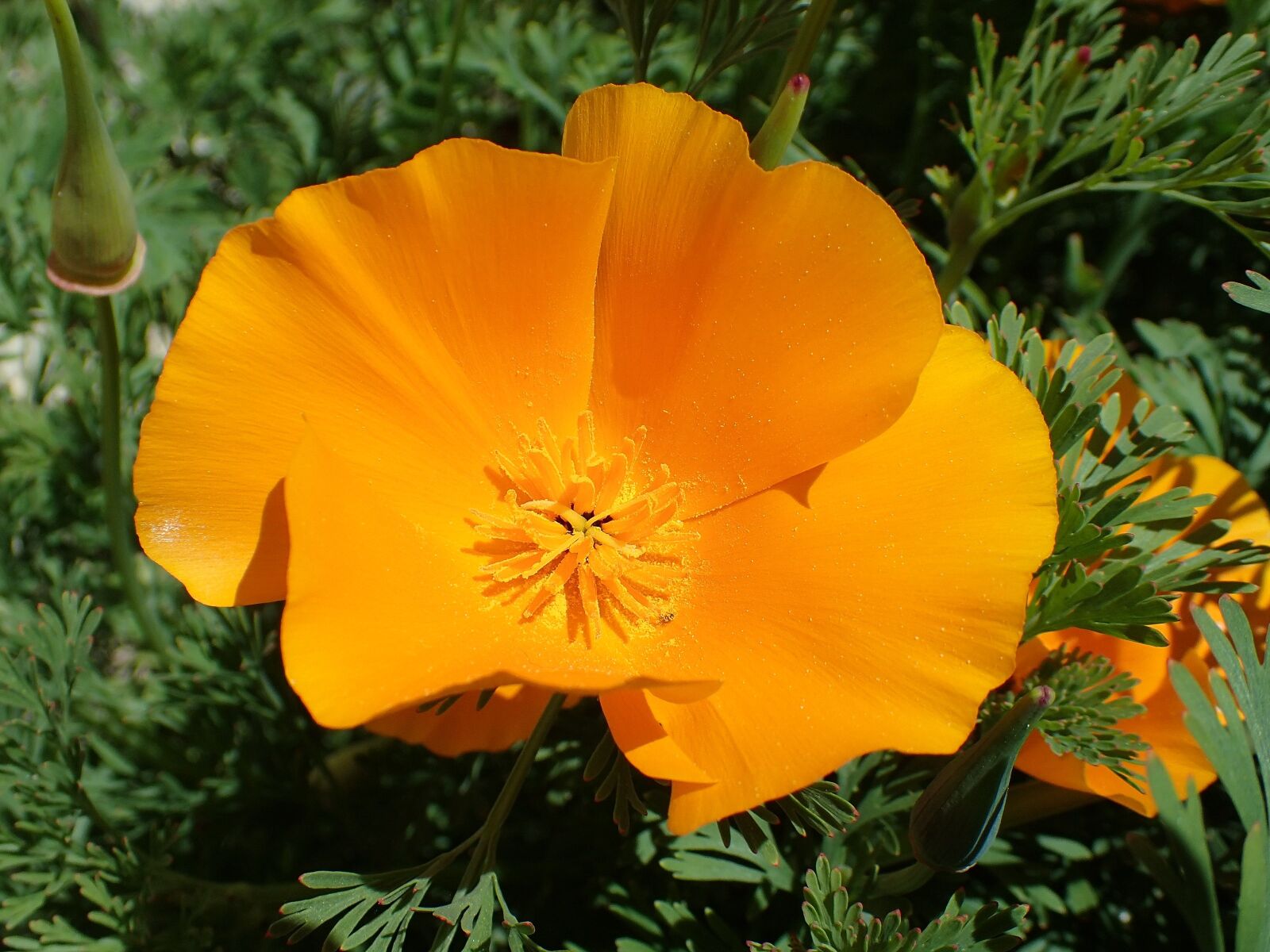 Olympus TG-4 sample photo. Poppy, flower, eschscholzia californica photography