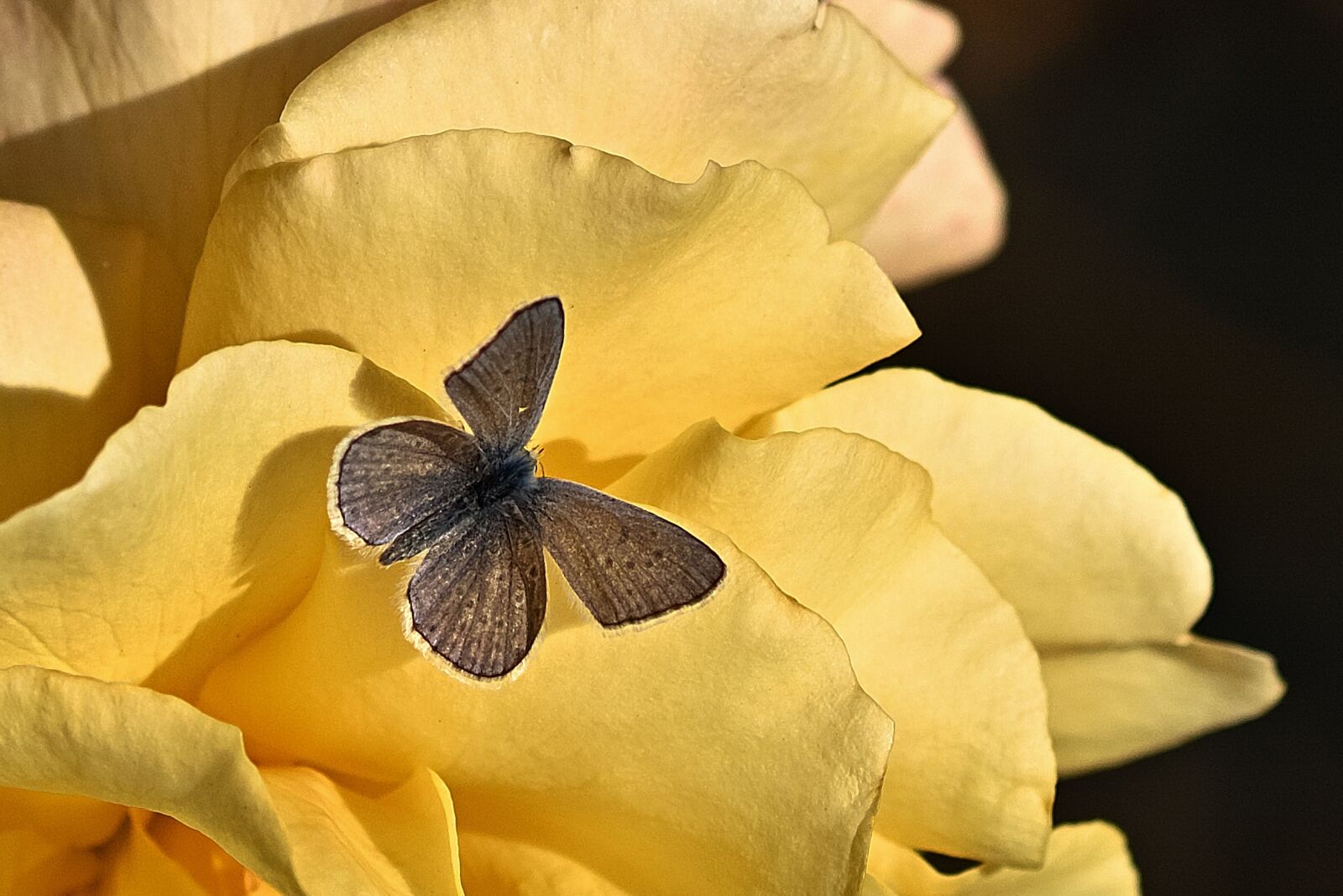 Nikon D5200 sample photo. Butterfly, hauhechel blue, flower photography