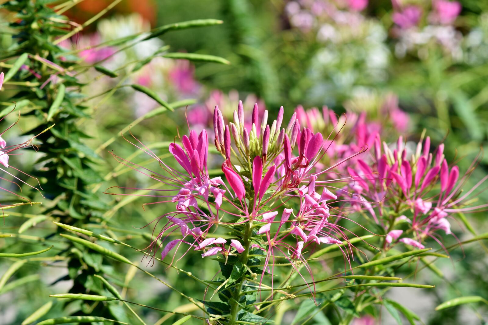 Nikon D7200 sample photo. Spider flower, flower, spider photography