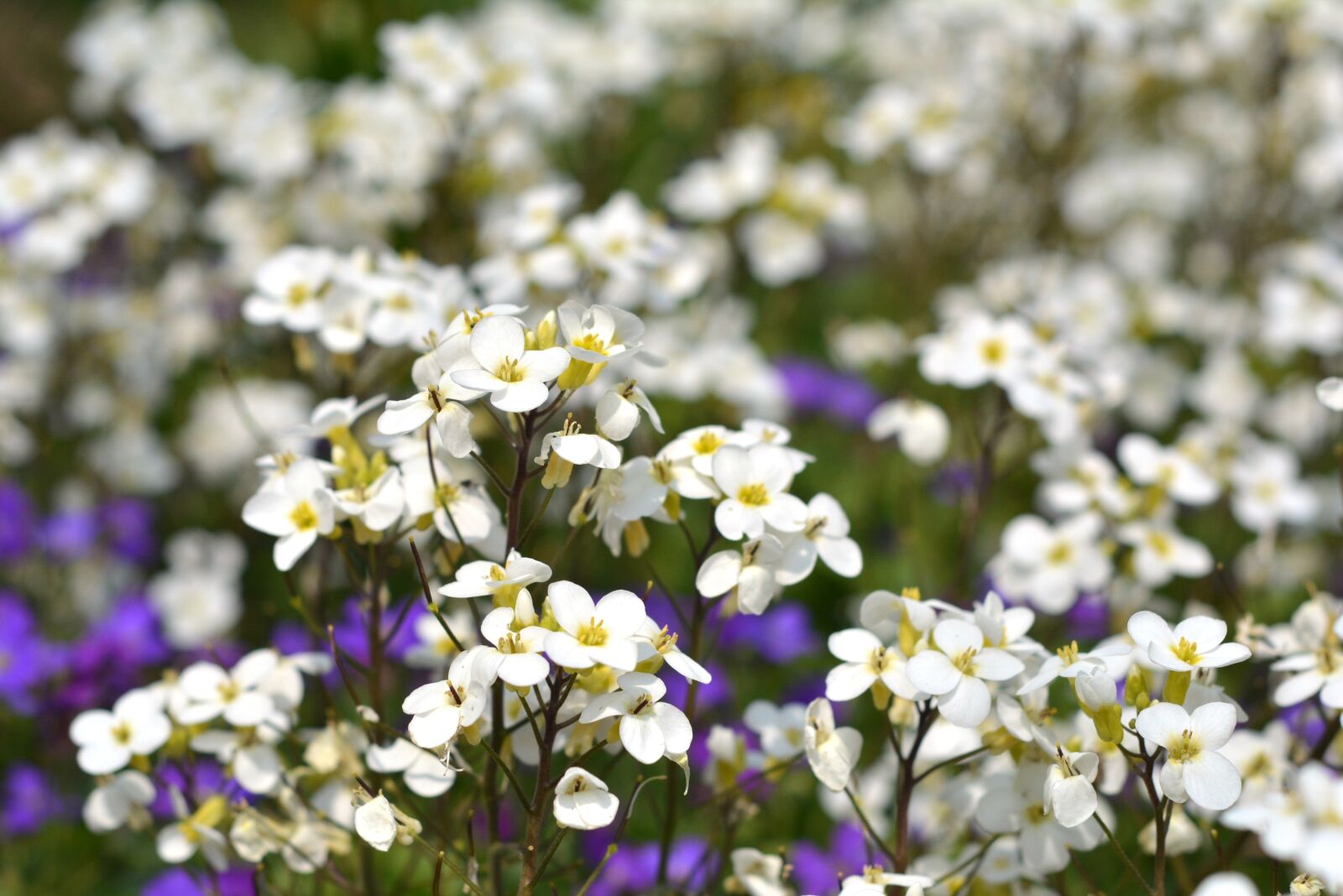 Nikon D5200 sample photo. Flowers, white, white flowers photography