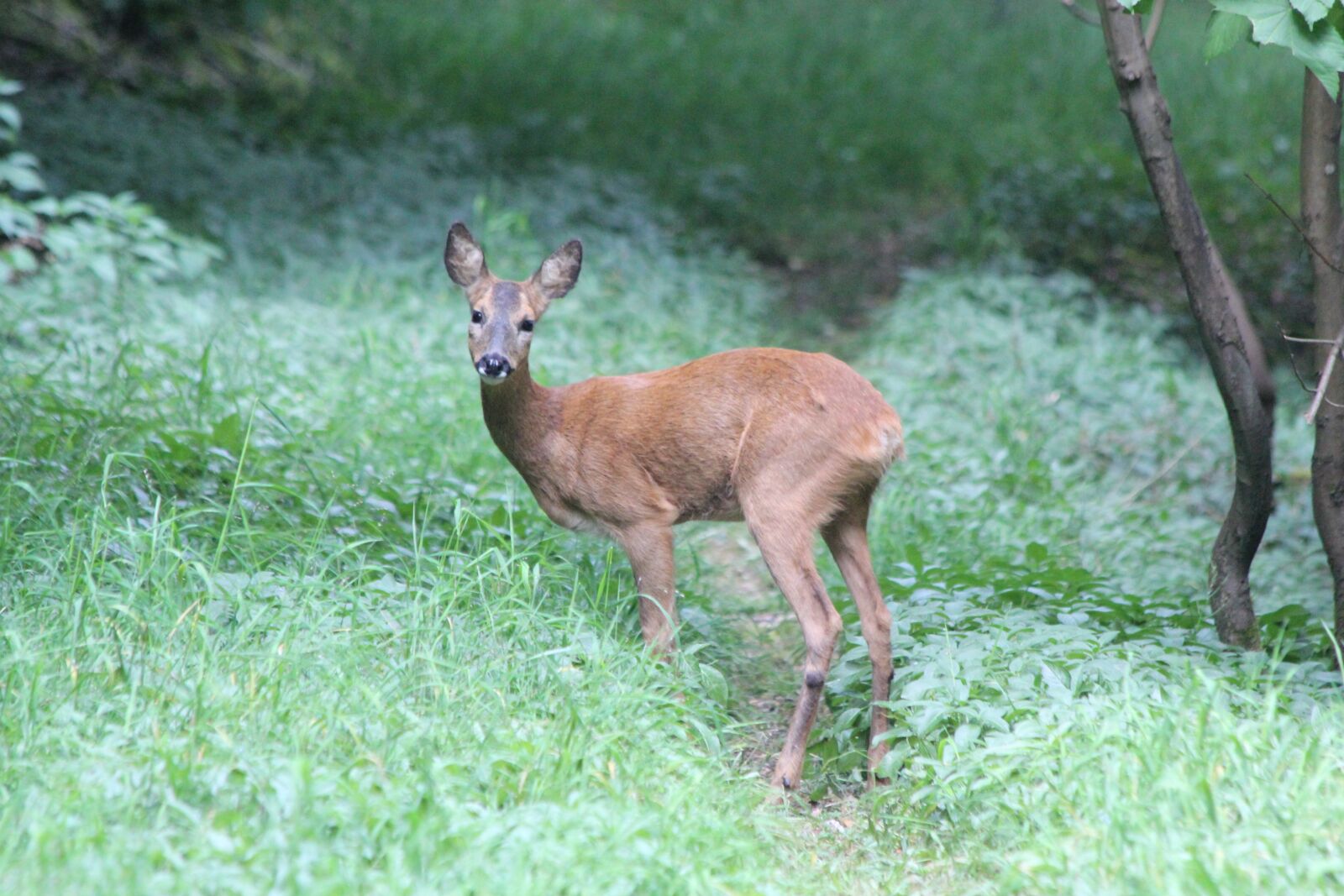 Canon EOS 550D (EOS Rebel T2i / EOS Kiss X4) sample photo. Roe, deer, woodland photography