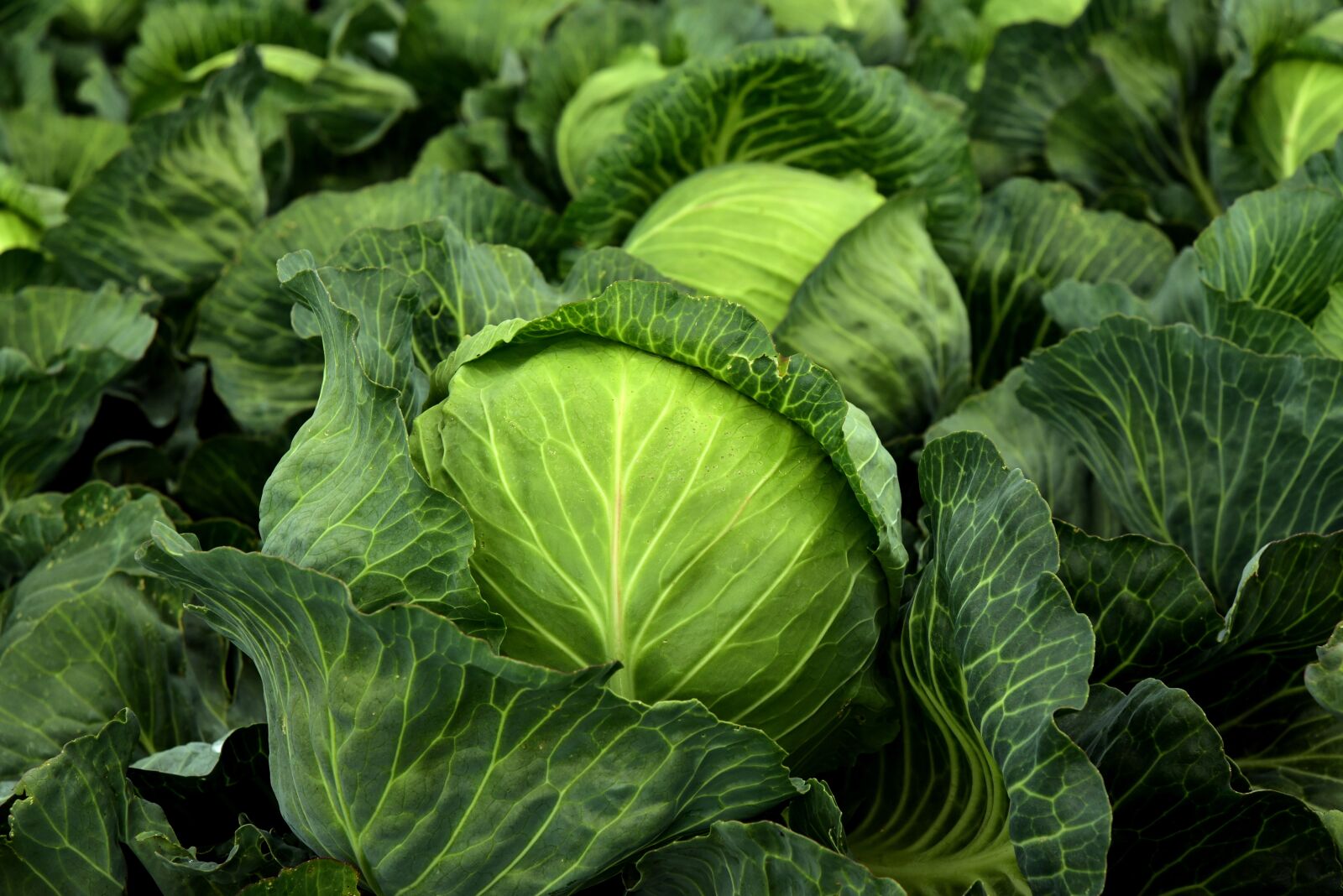 Nikon D750 sample photo. Kohl, herb, white cabbage photography