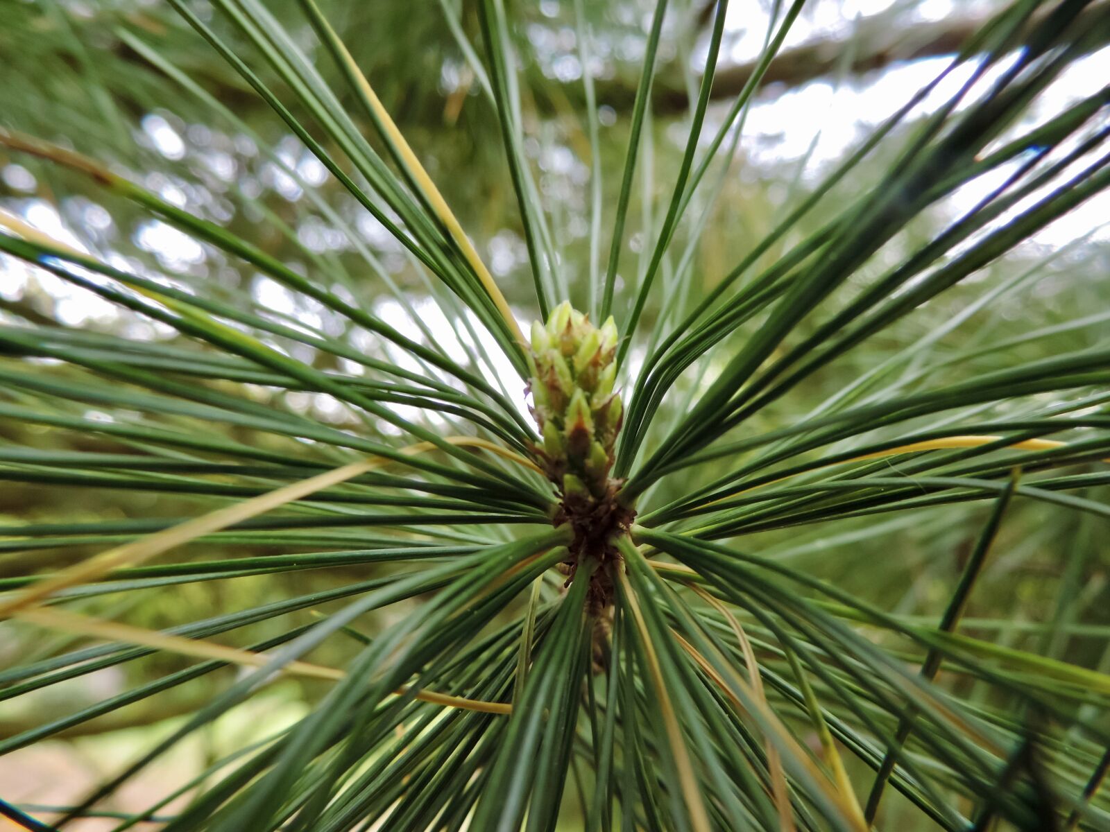 Nikon Coolpix P520 sample photo. Pine, pine branch, conifer photography