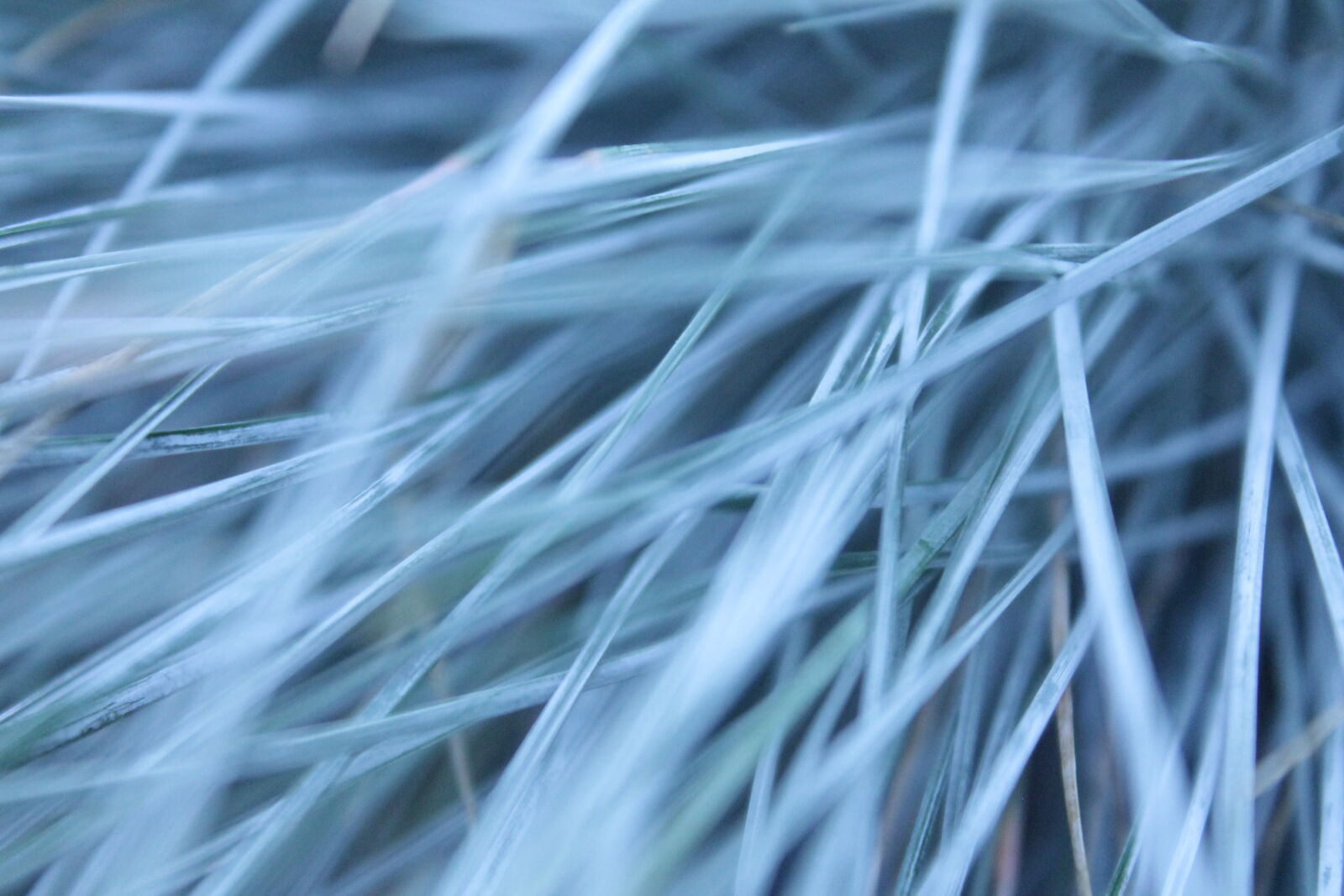 Canon EOS 1100D (EOS Rebel T3 / EOS Kiss X50) sample photo. Blue, grass photography