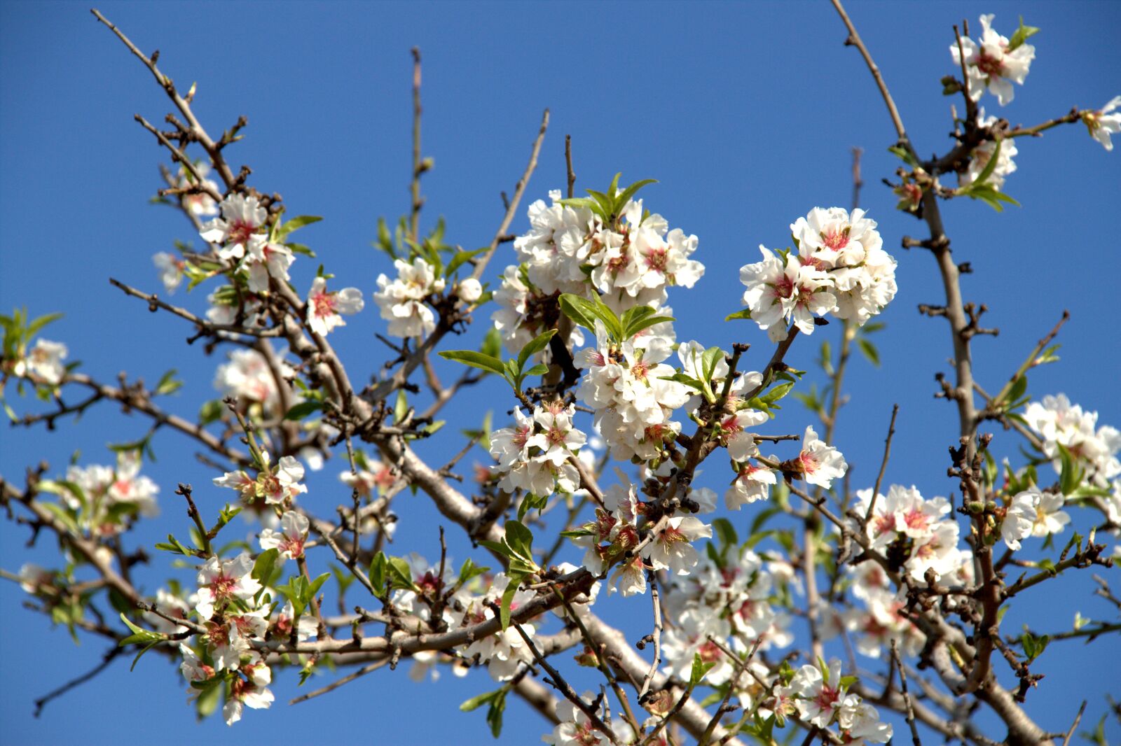 Canon EOS 500D (EOS Rebel T1i / EOS Kiss X3) sample photo. Almond blossom, tree, mallorca photography
