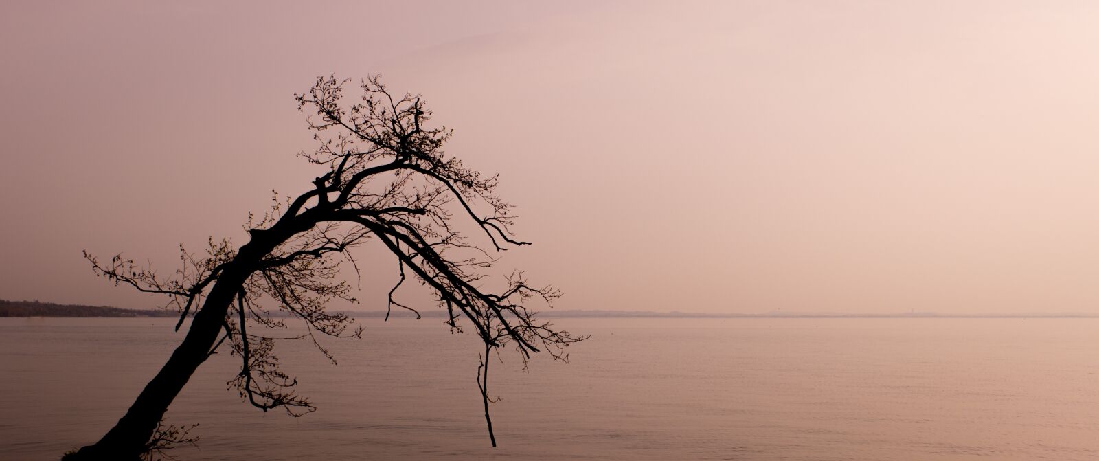Canon EOS 100D (EOS Rebel SL1 / EOS Kiss X7) sample photo. Lazise, lake, tree photography