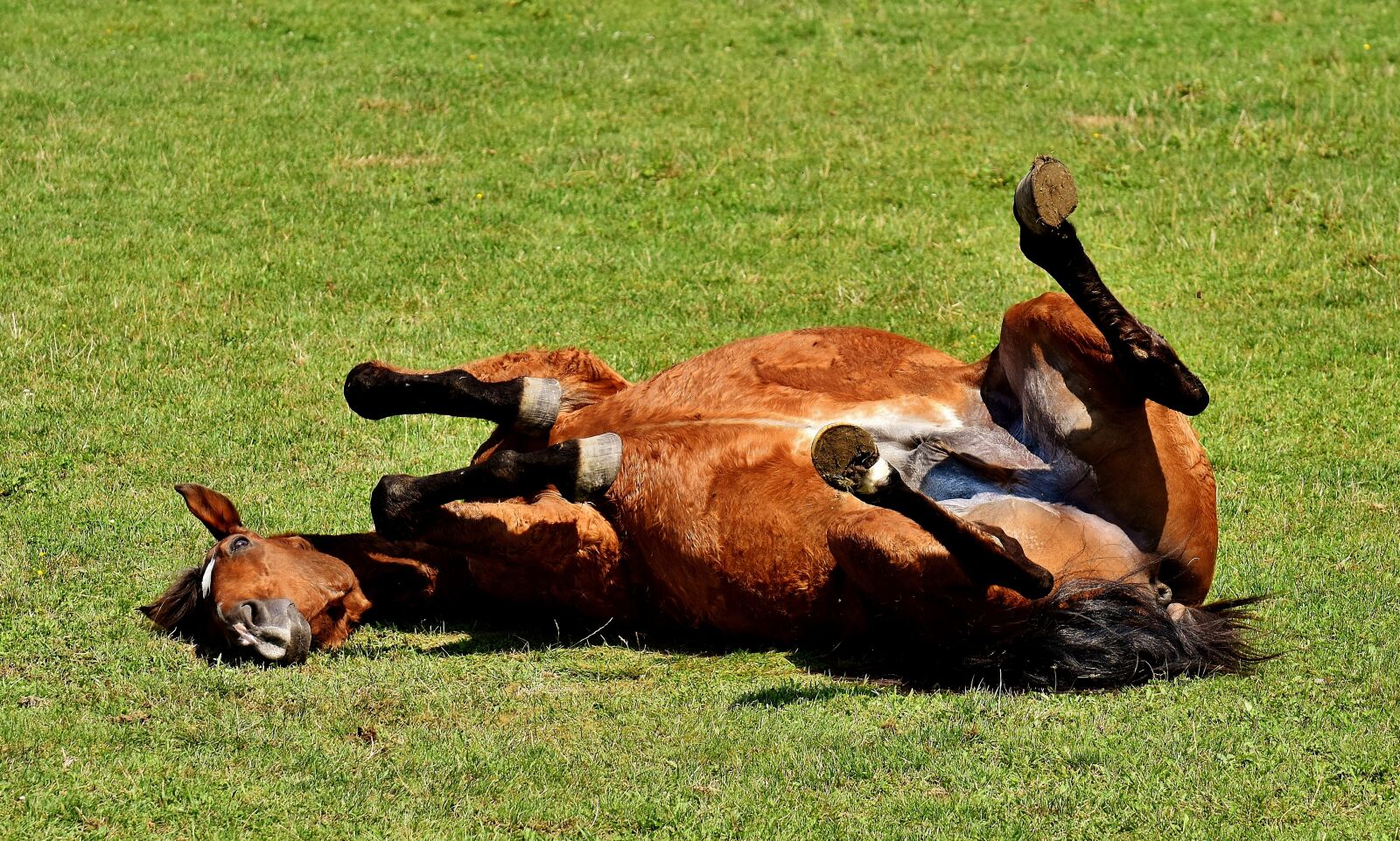 Nikon D7200 sample photo. Horse, coupling, left out photography