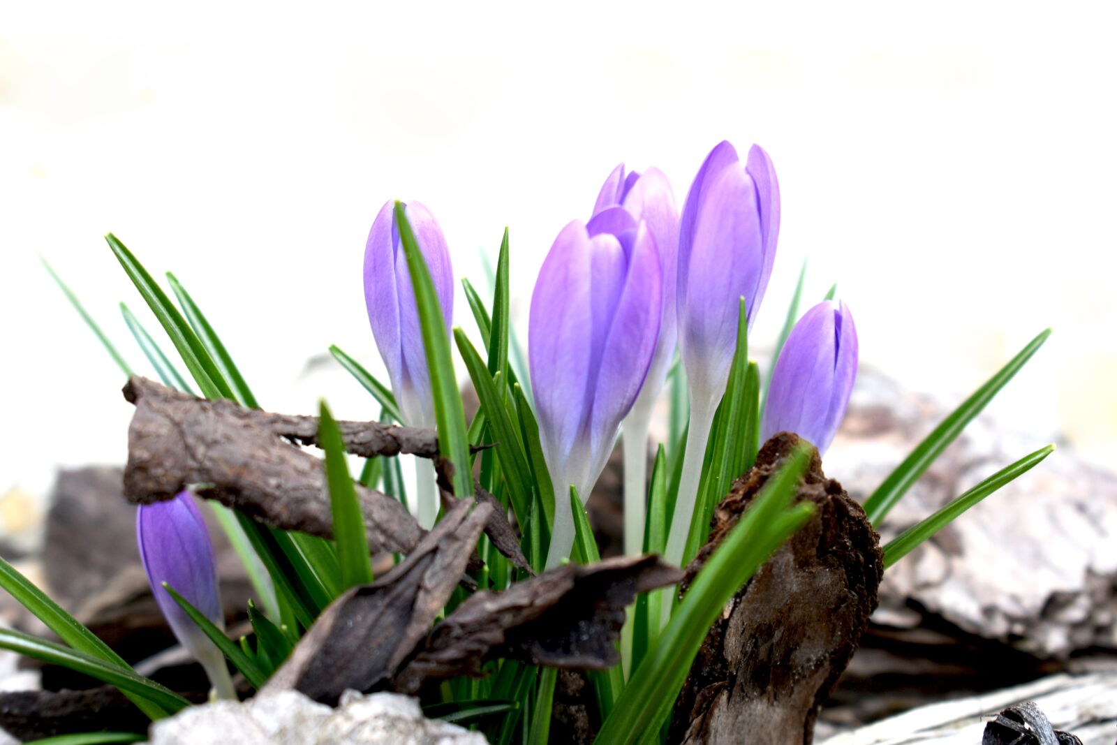 Nikon D3400 sample photo. Saffron, spring, purple photography