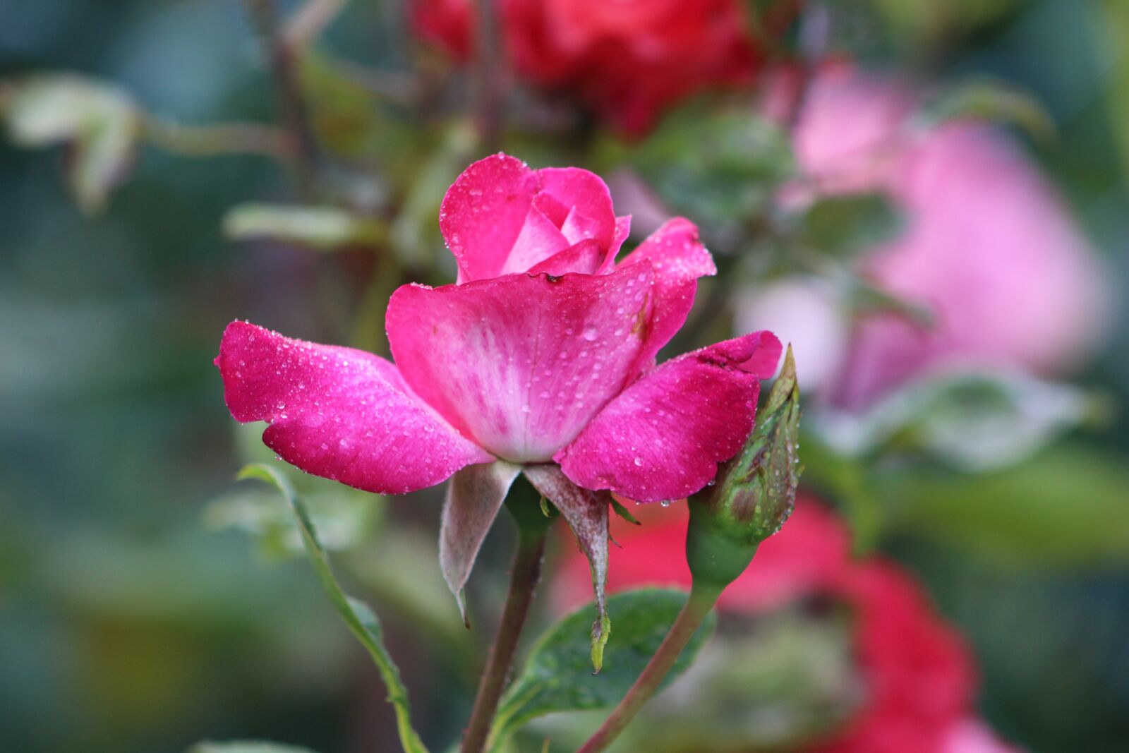 Canon EOS 700D (EOS Rebel T5i / EOS Kiss X7i) sample photo. Flower, red, blossom photography