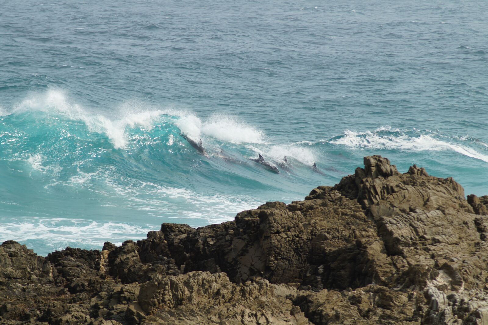 Sony SLT-A58 sample photo. Dolphins, coast, sea photography